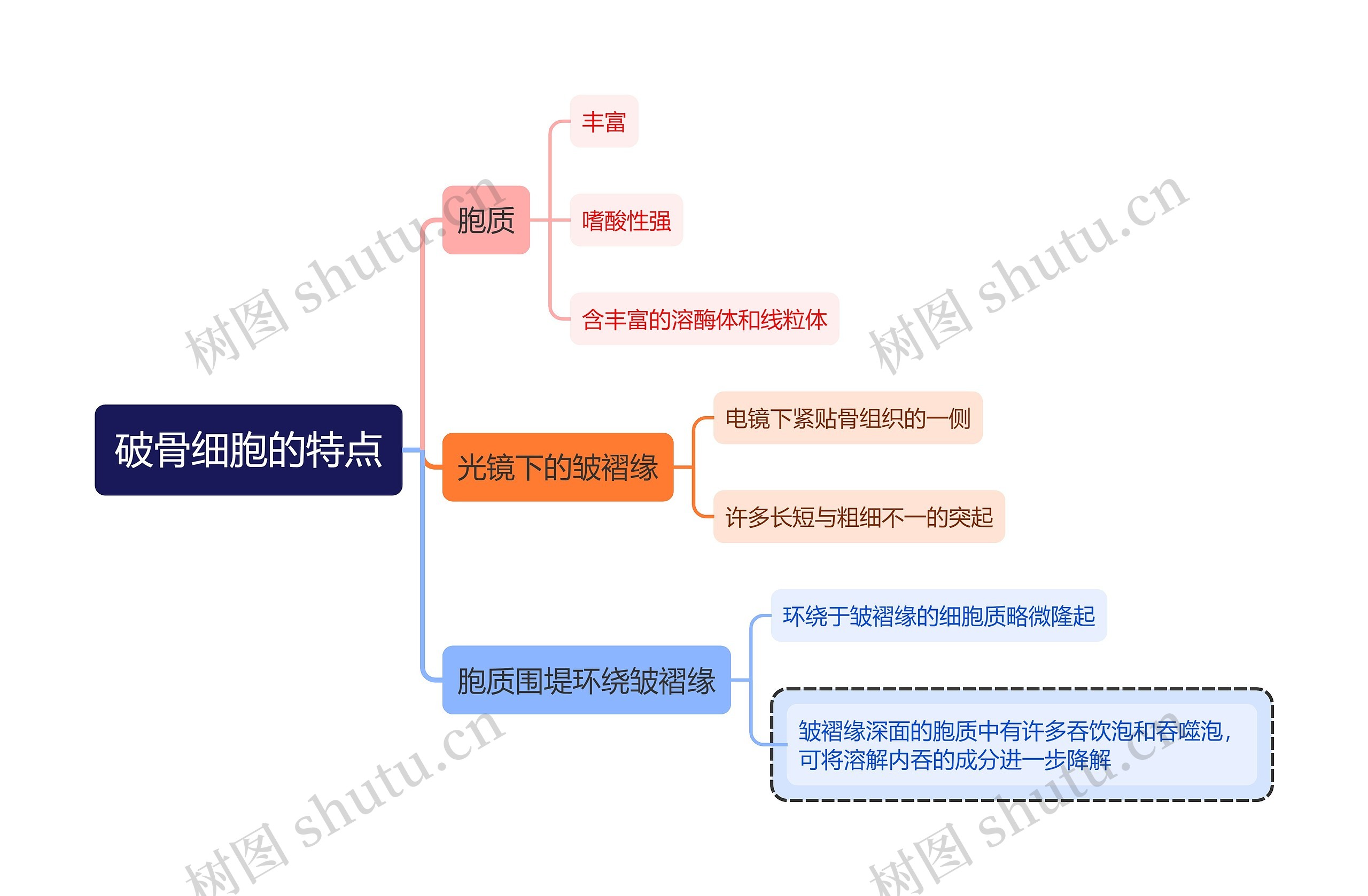 医学知识破骨细胞的特点思维导图