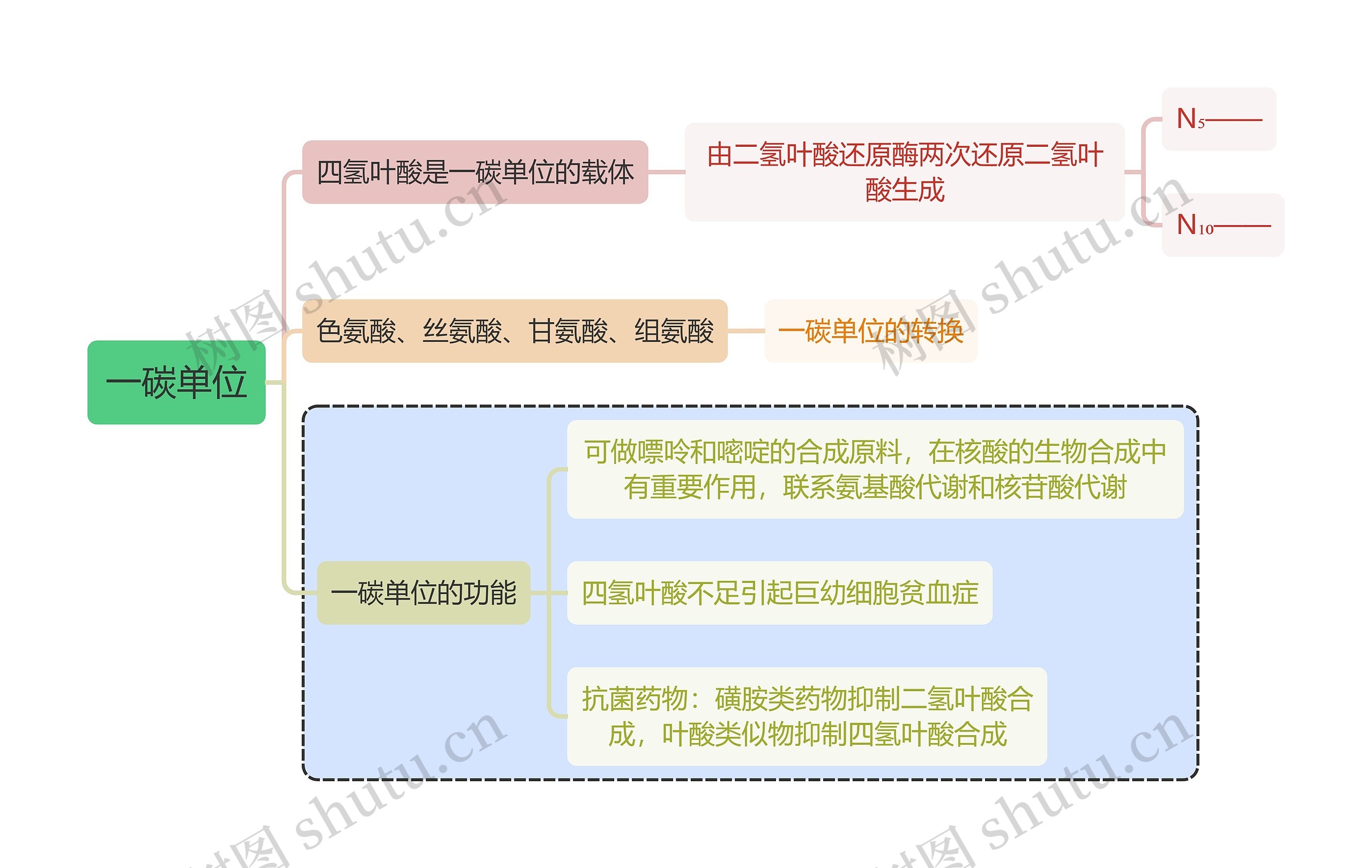 医学知识一碳单位思维导图