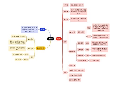 解剖学知识髋关节思维导图