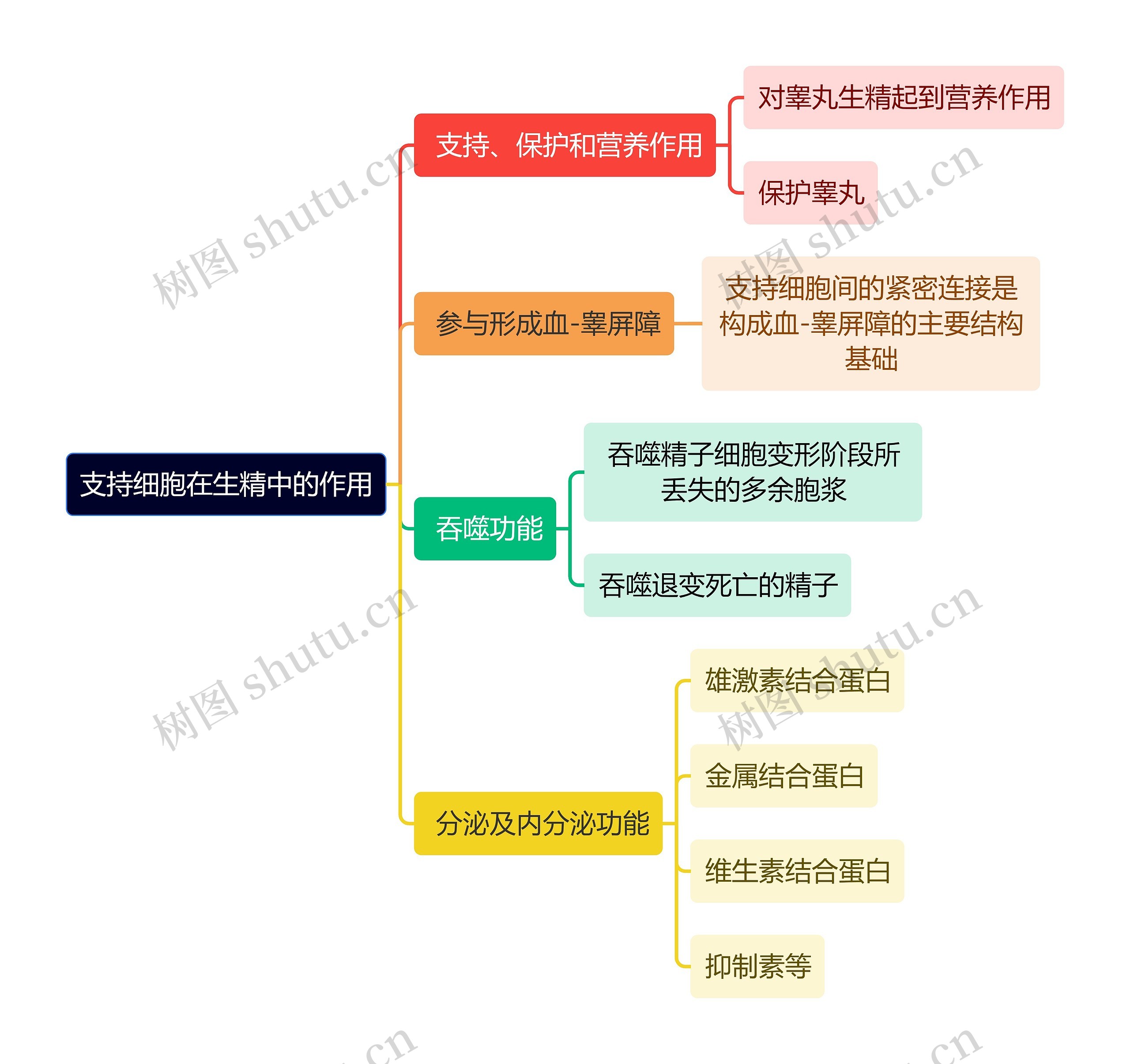 医学知识支持细胞在生精中的作用思维导图