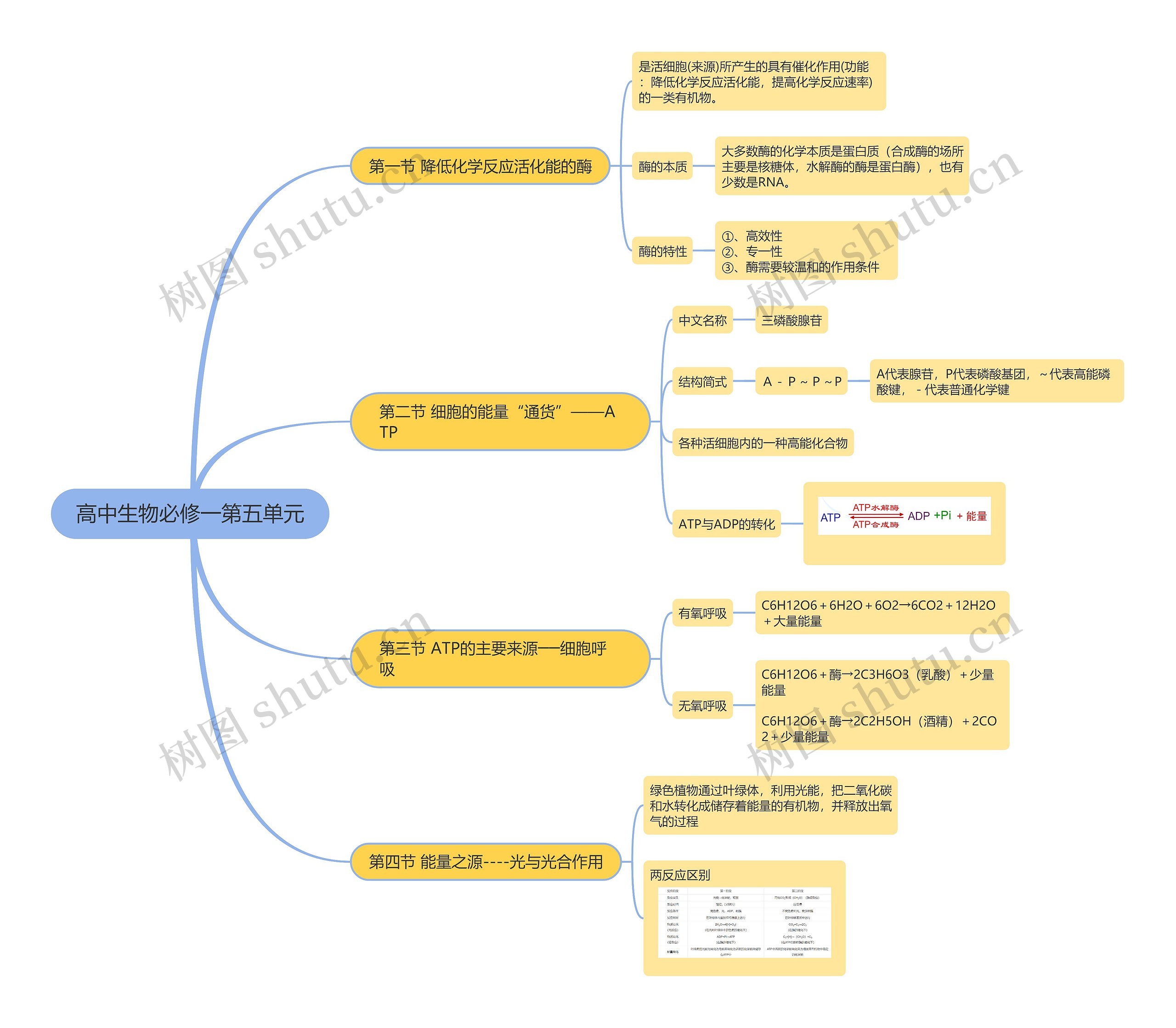 高中生物必修一第五单元思维导图