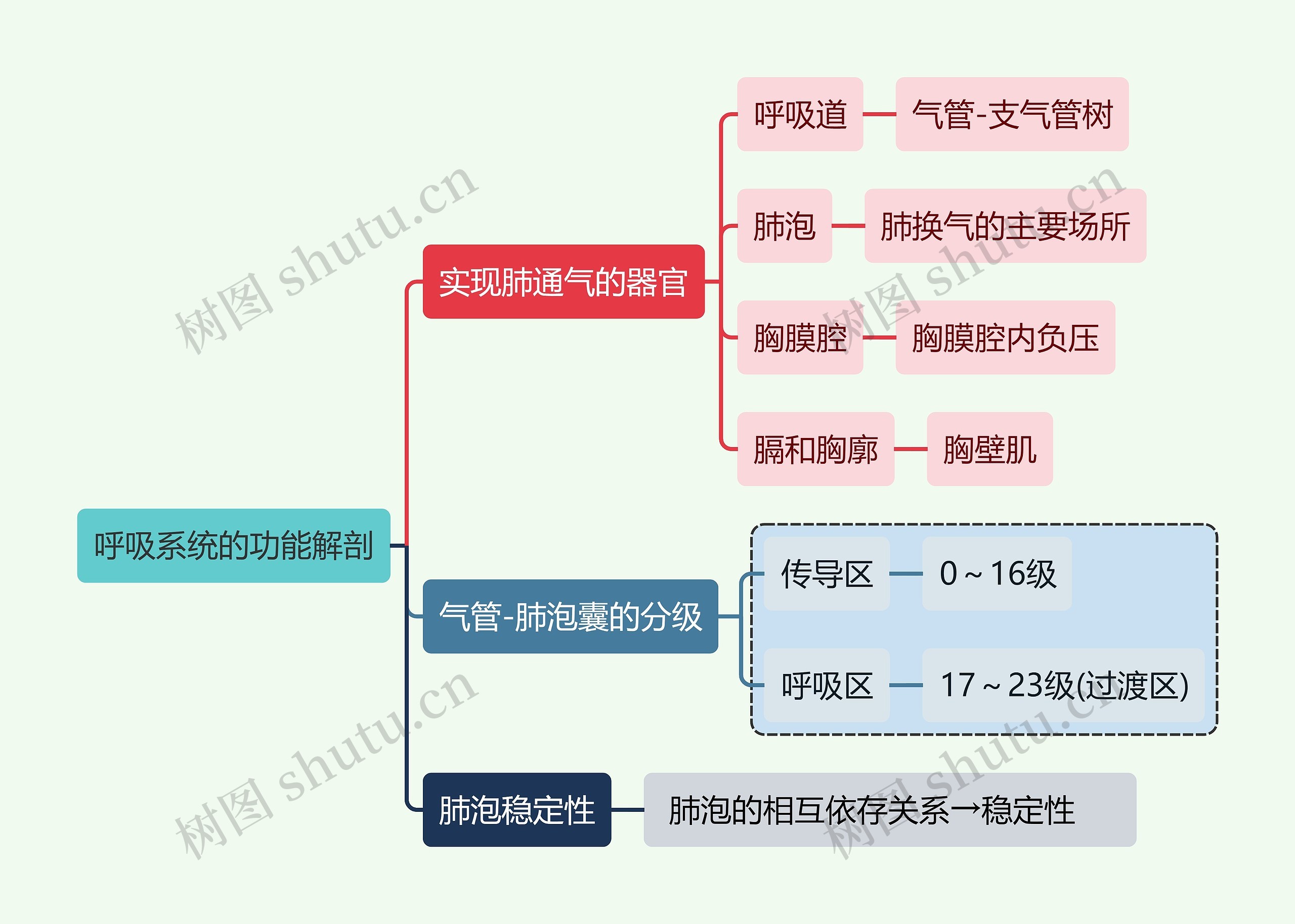 医学知识呼吸系统的功能解剖思维导图