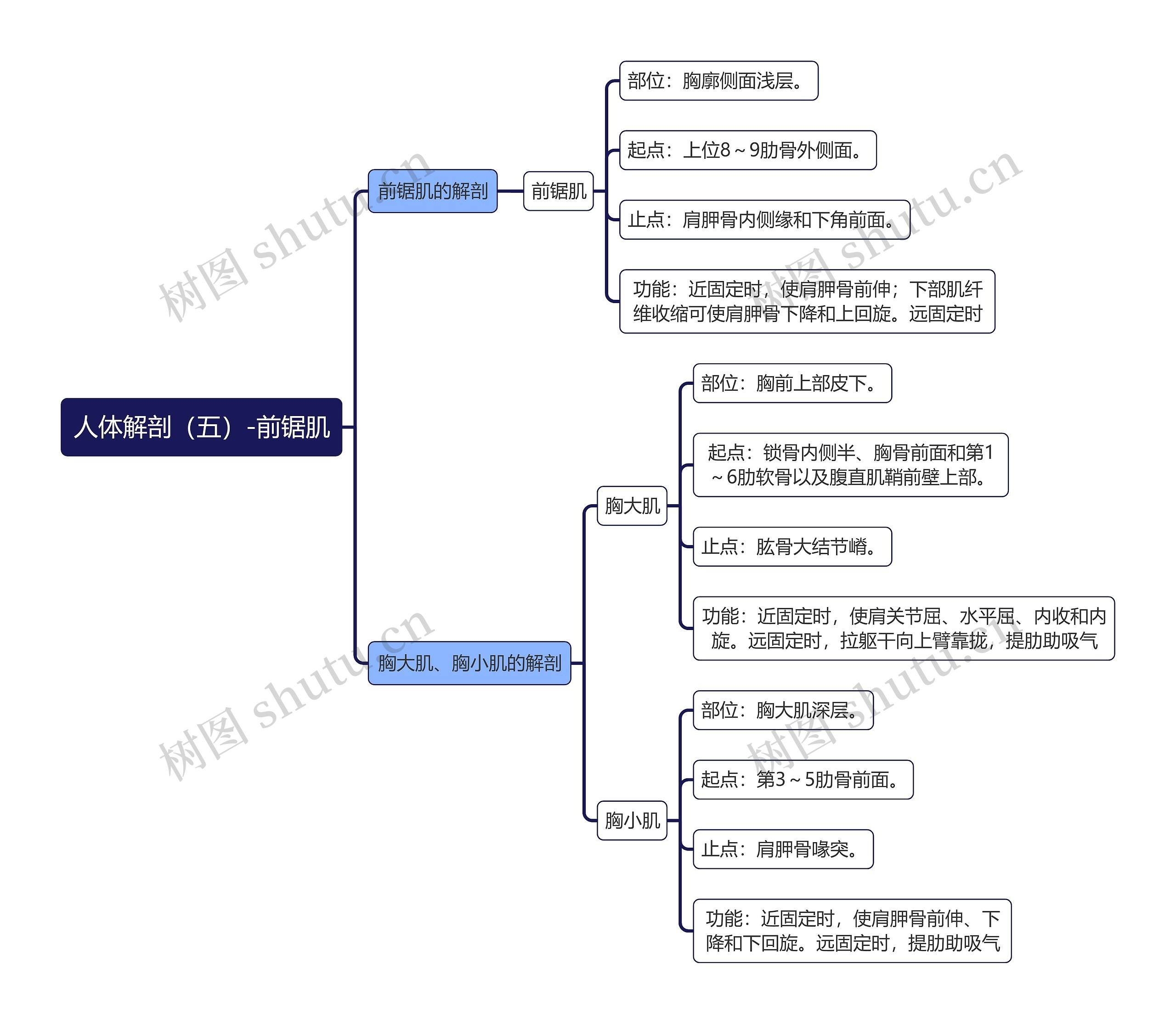 《人体解剖（五）-前锯肌》思维导图