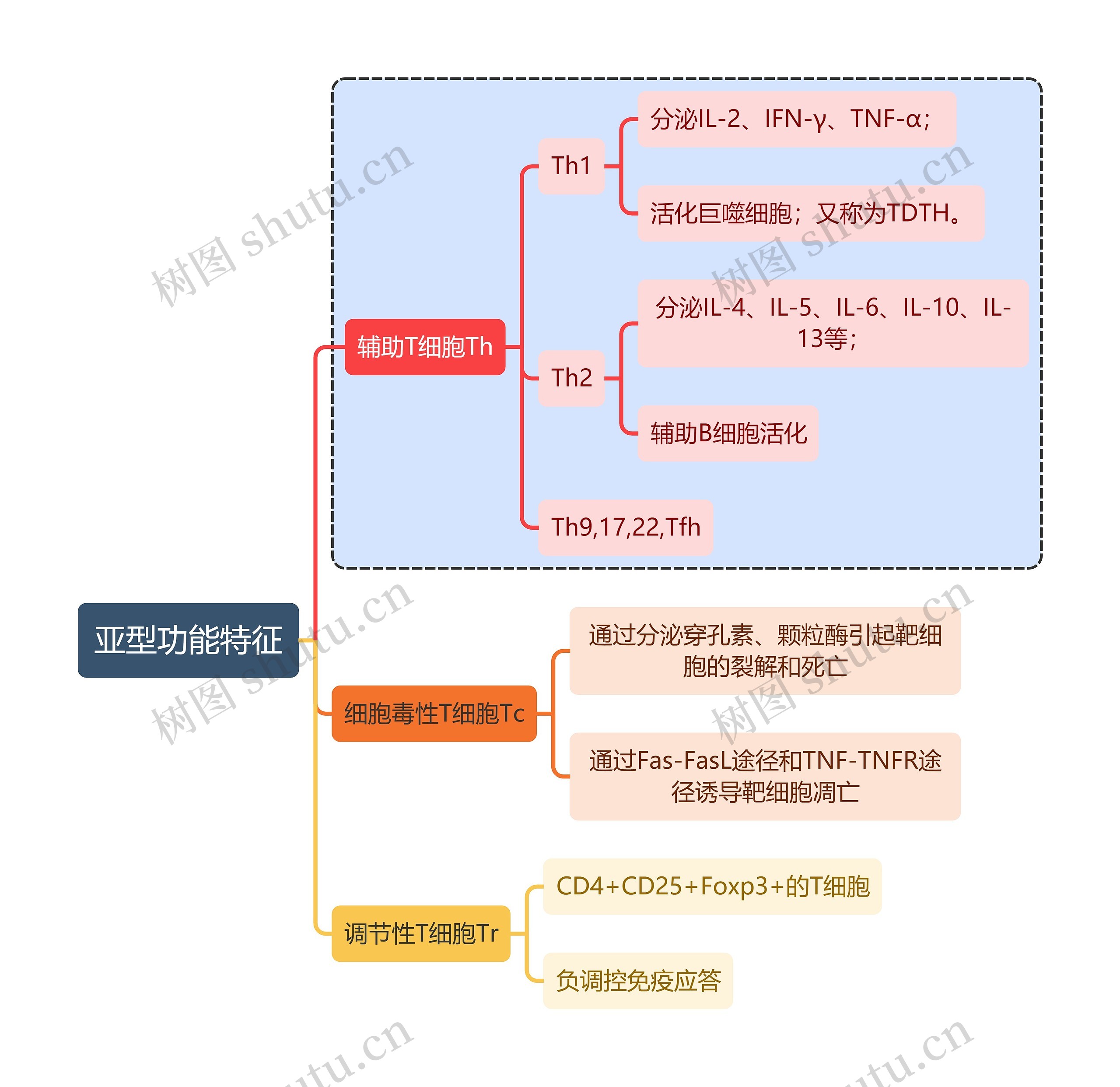 医学知识亚型功能特征思维导图