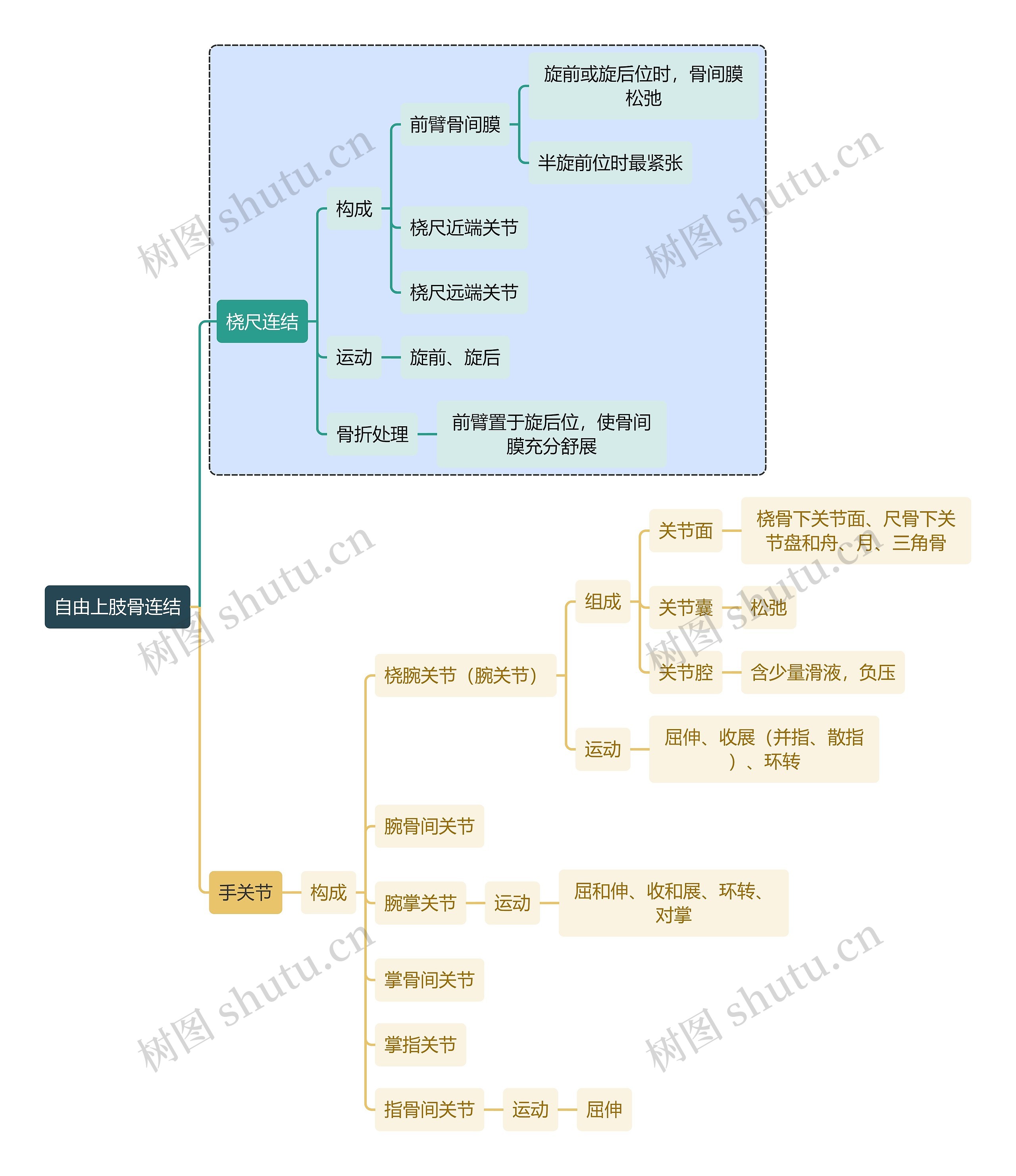 骨学知识自由上肢骨连结思维导图