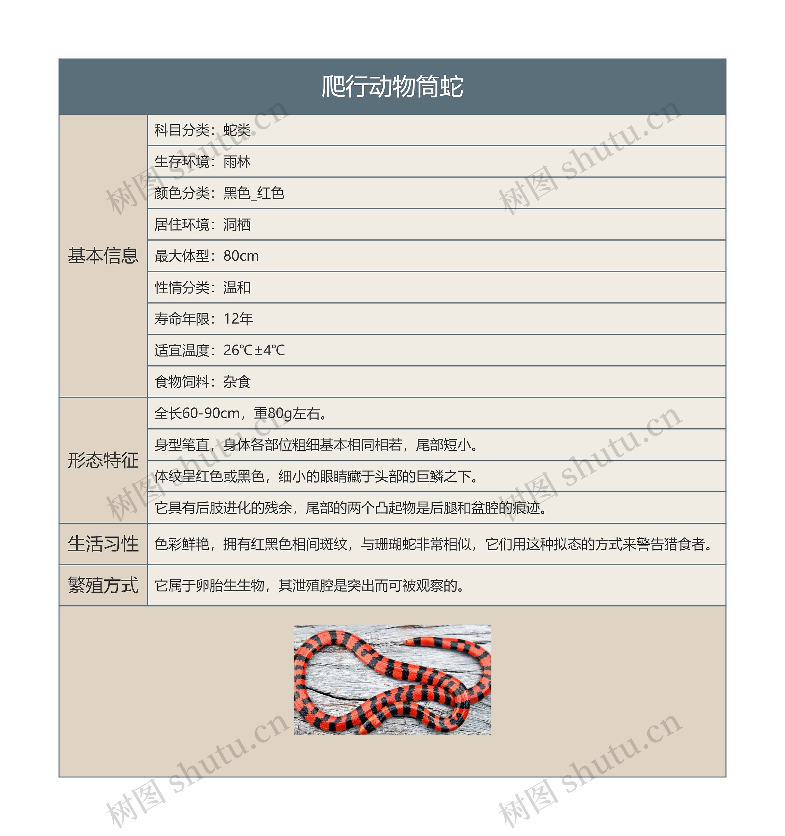 爬行动物筒蛇