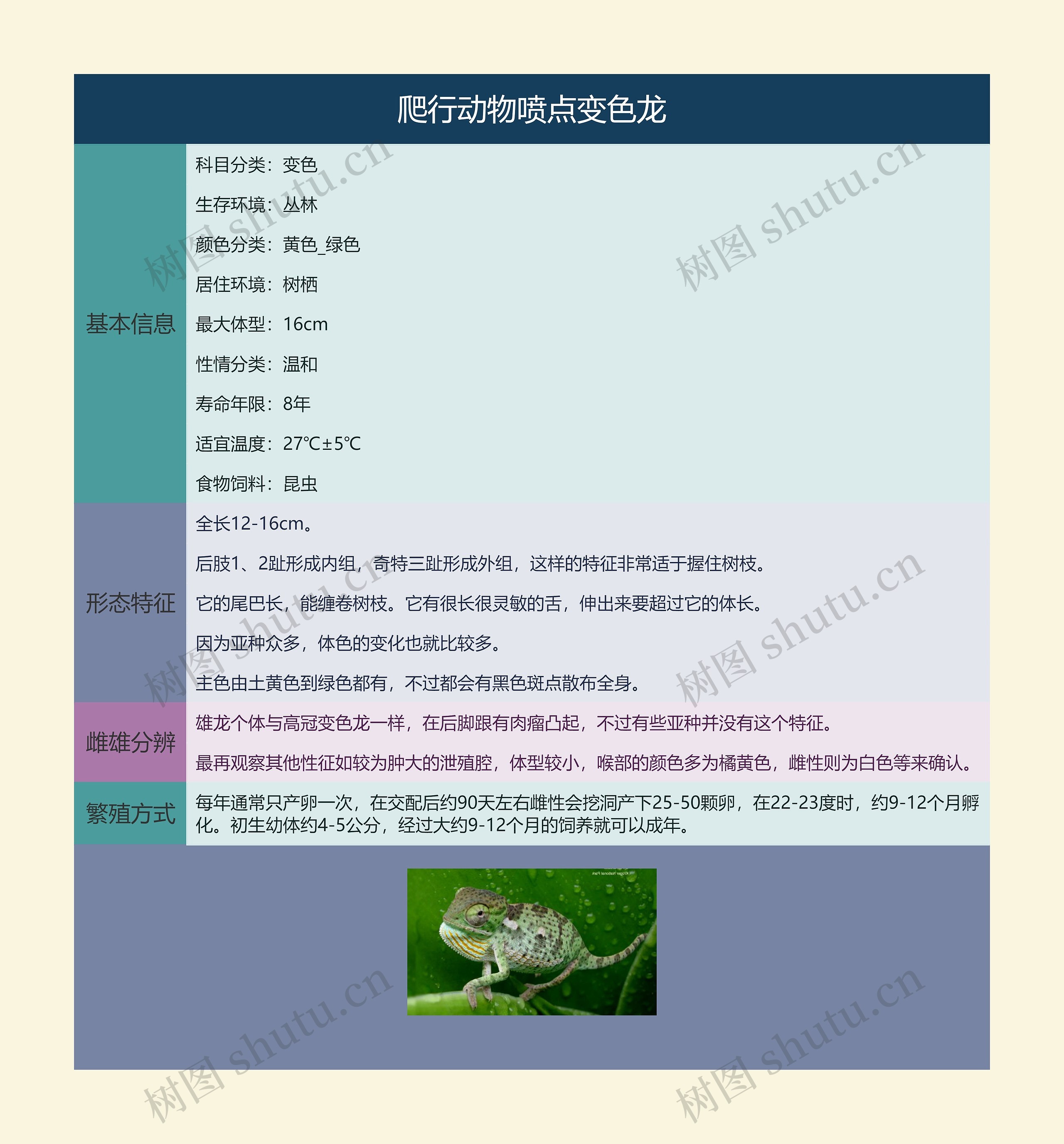 爬行动物喷点变色龙思维导图