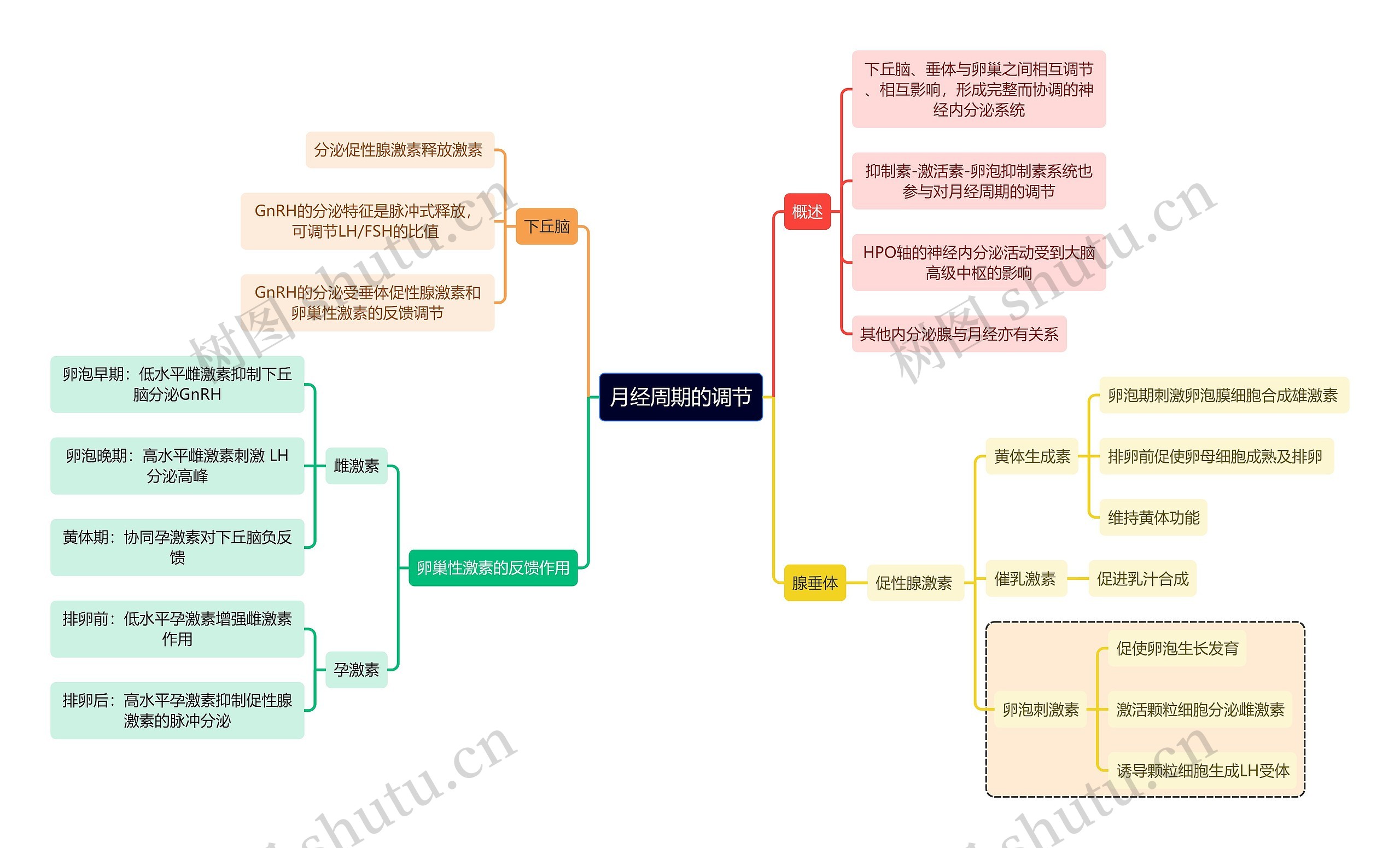 月经周期的调节思维导图