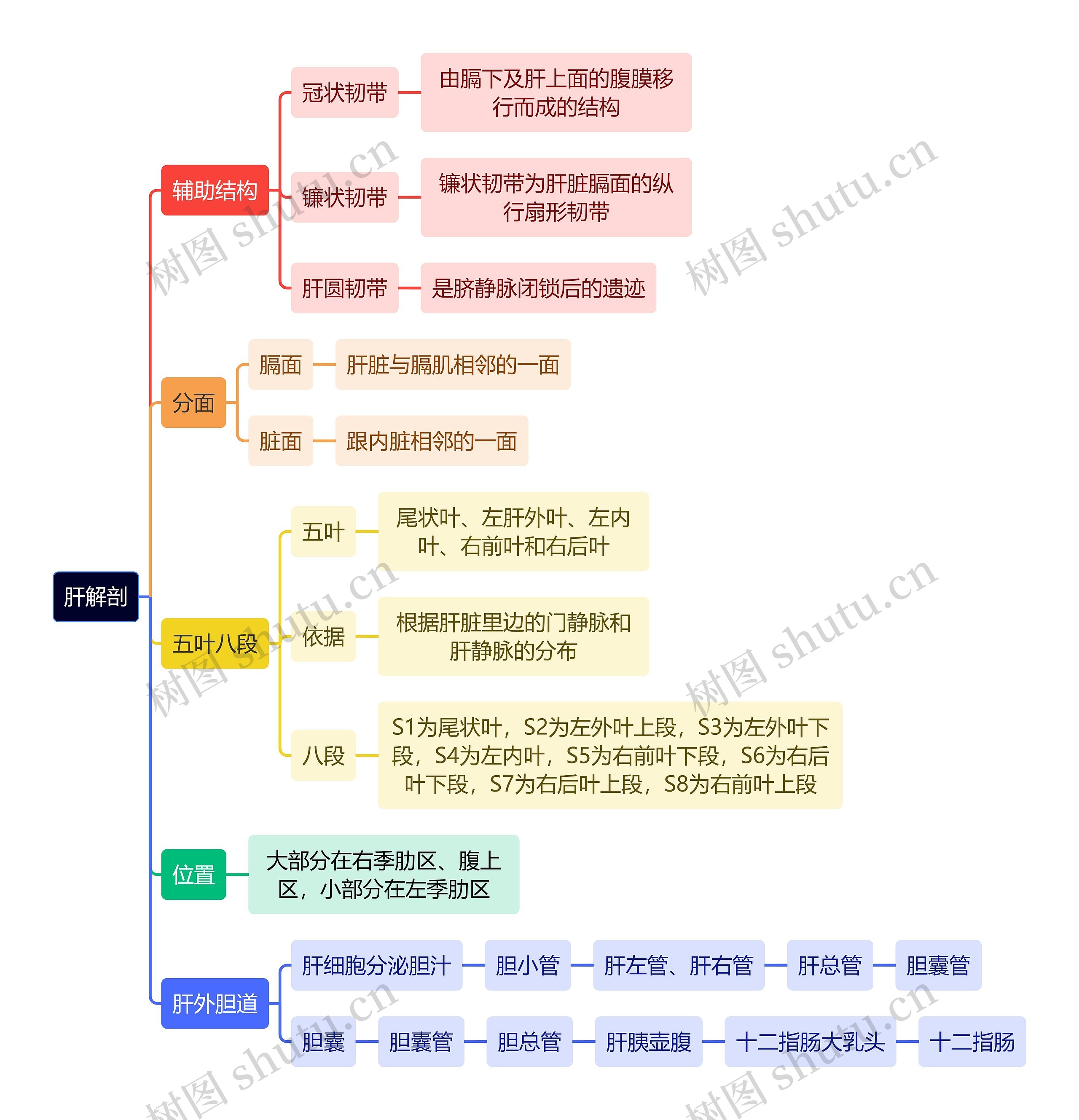 解剖学知识肝解剖思维导图