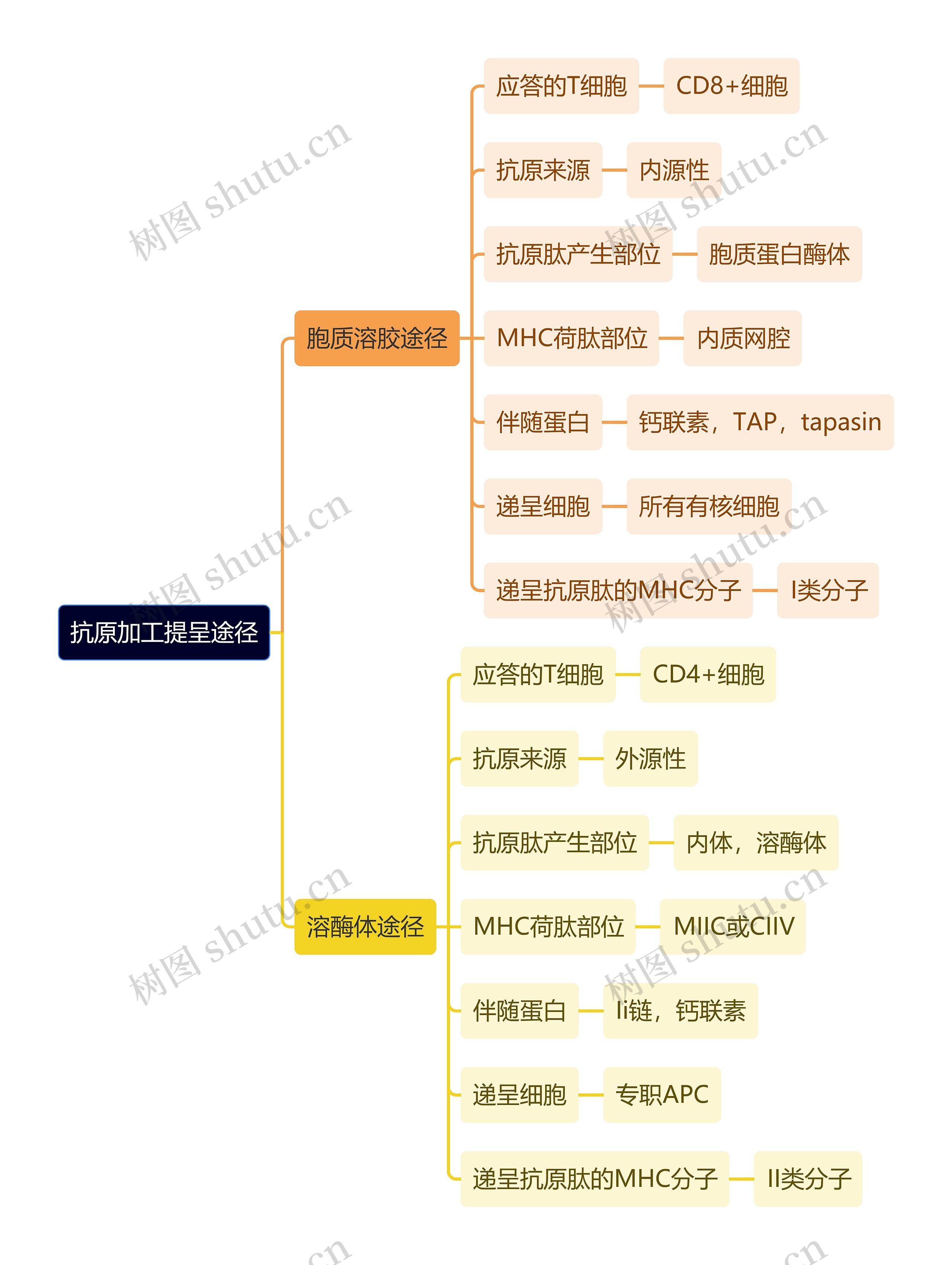 医学知识抗原加工提呈途径思维导图