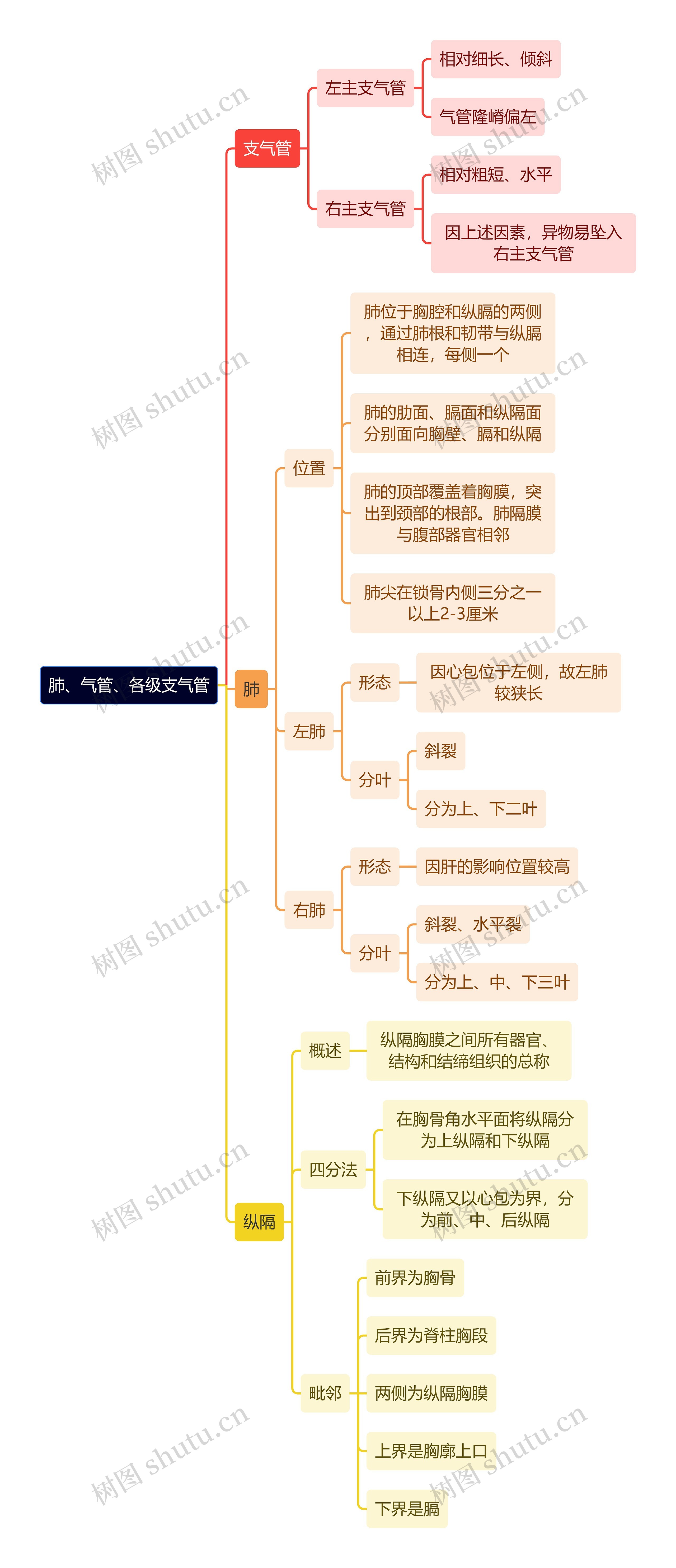 解剖学知识肺、气管、各级支气管思维导图