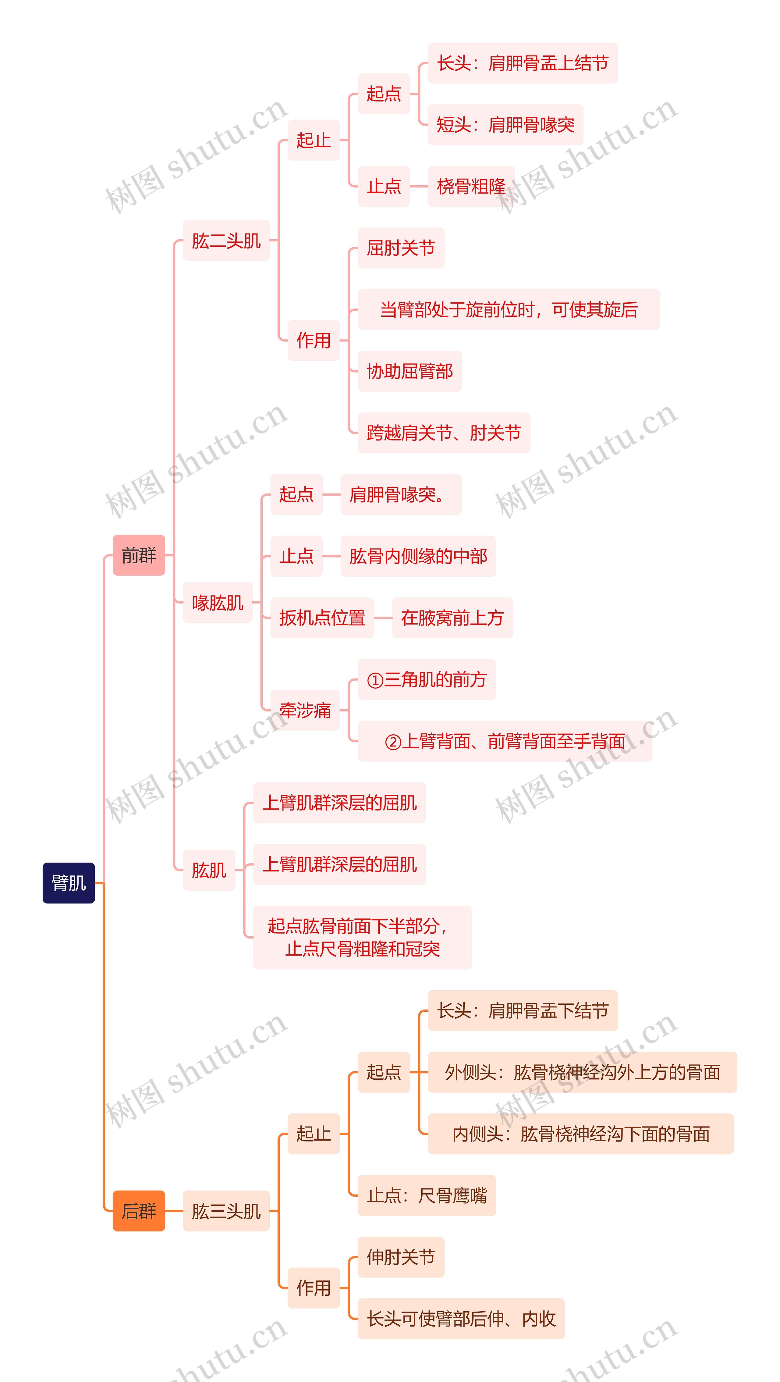 解剖学知识臀肌思维导图