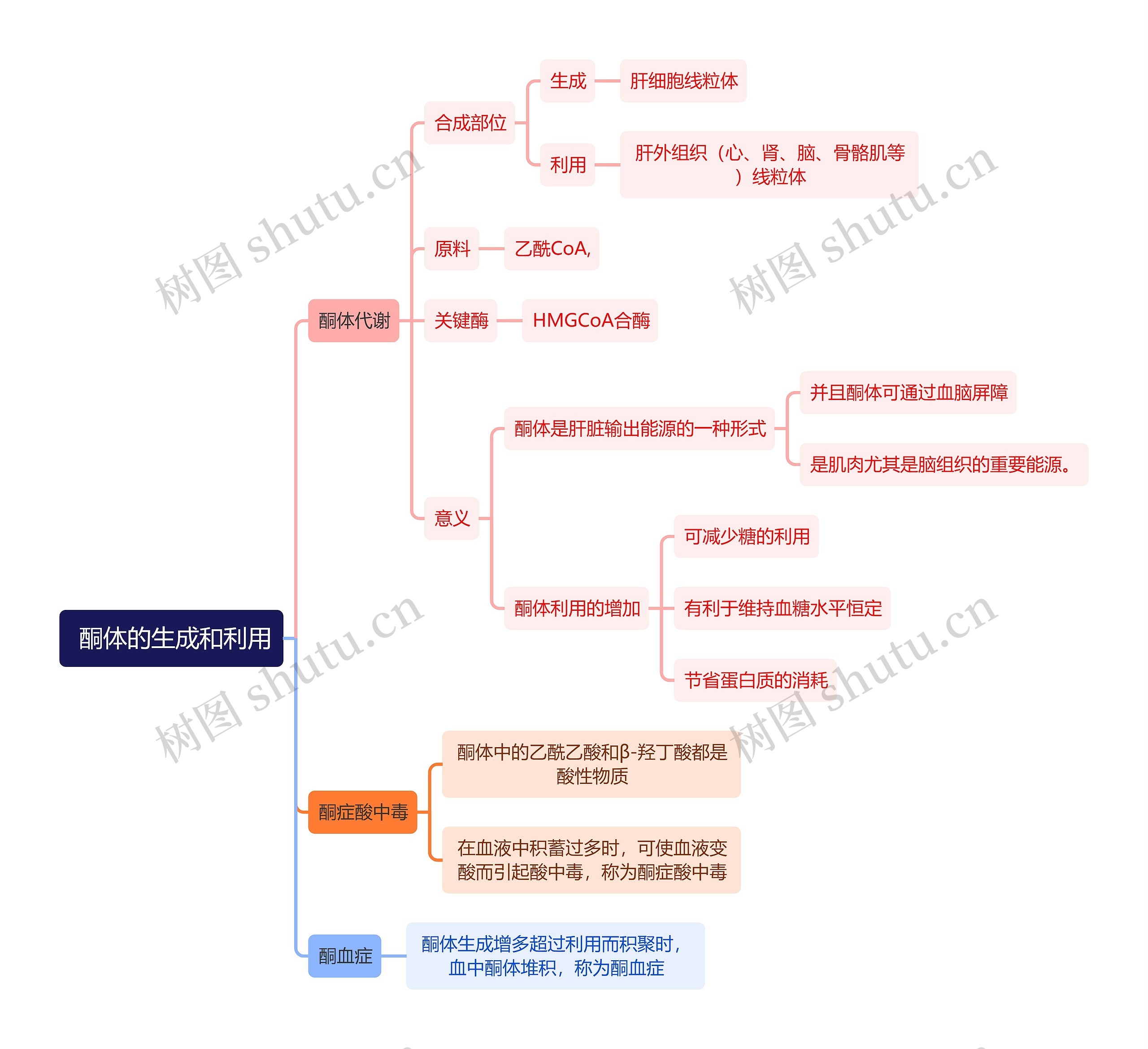 生化知识酮体的生成和利用思维导图
