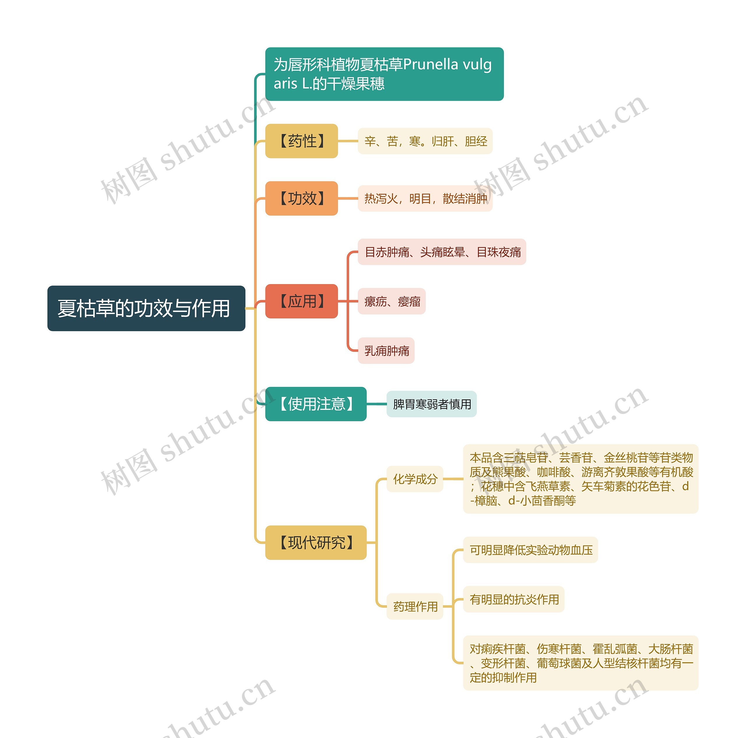 夏枯草的功效与作用
思维导图