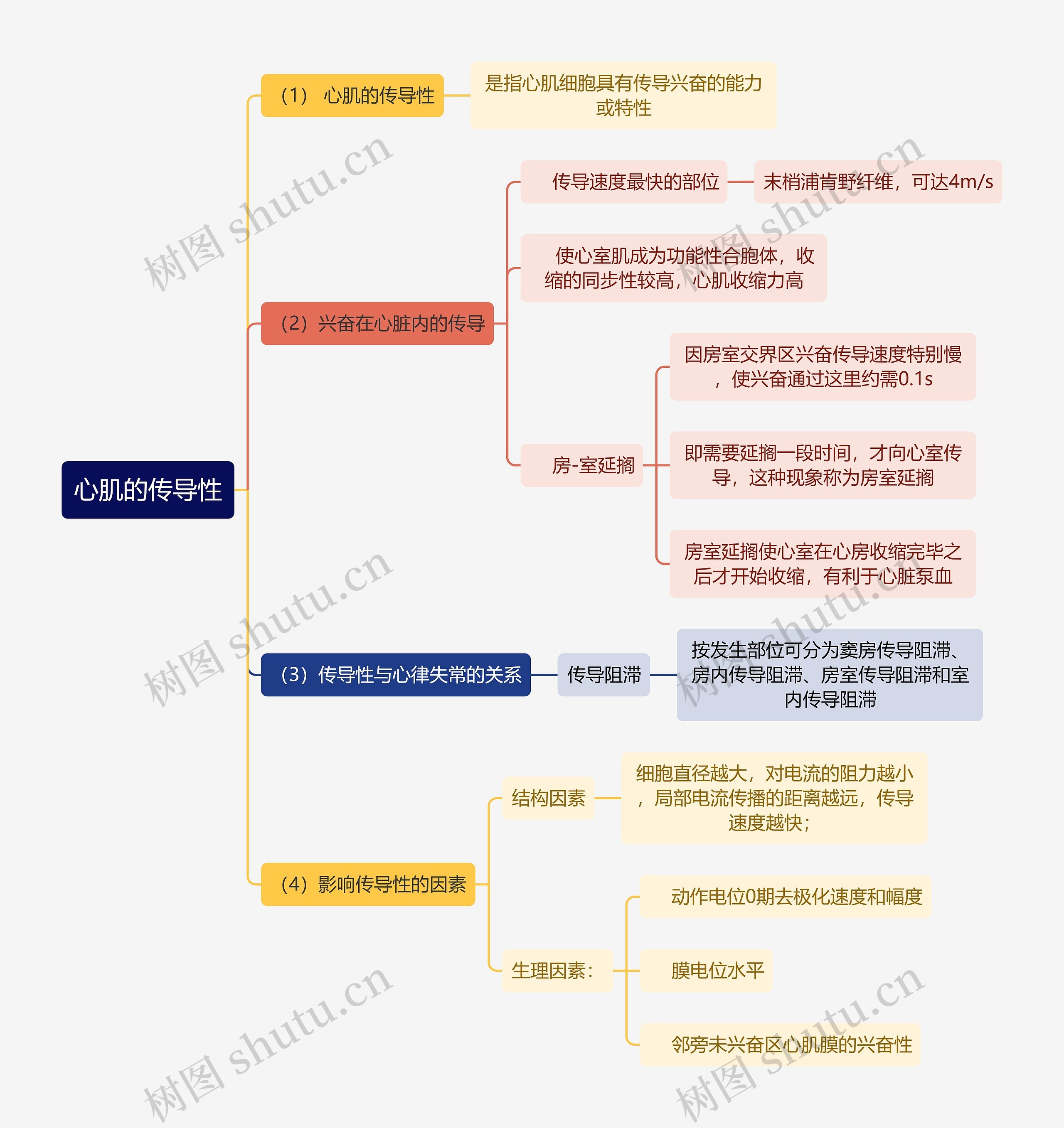 医学知识心肌的传导性思维导图