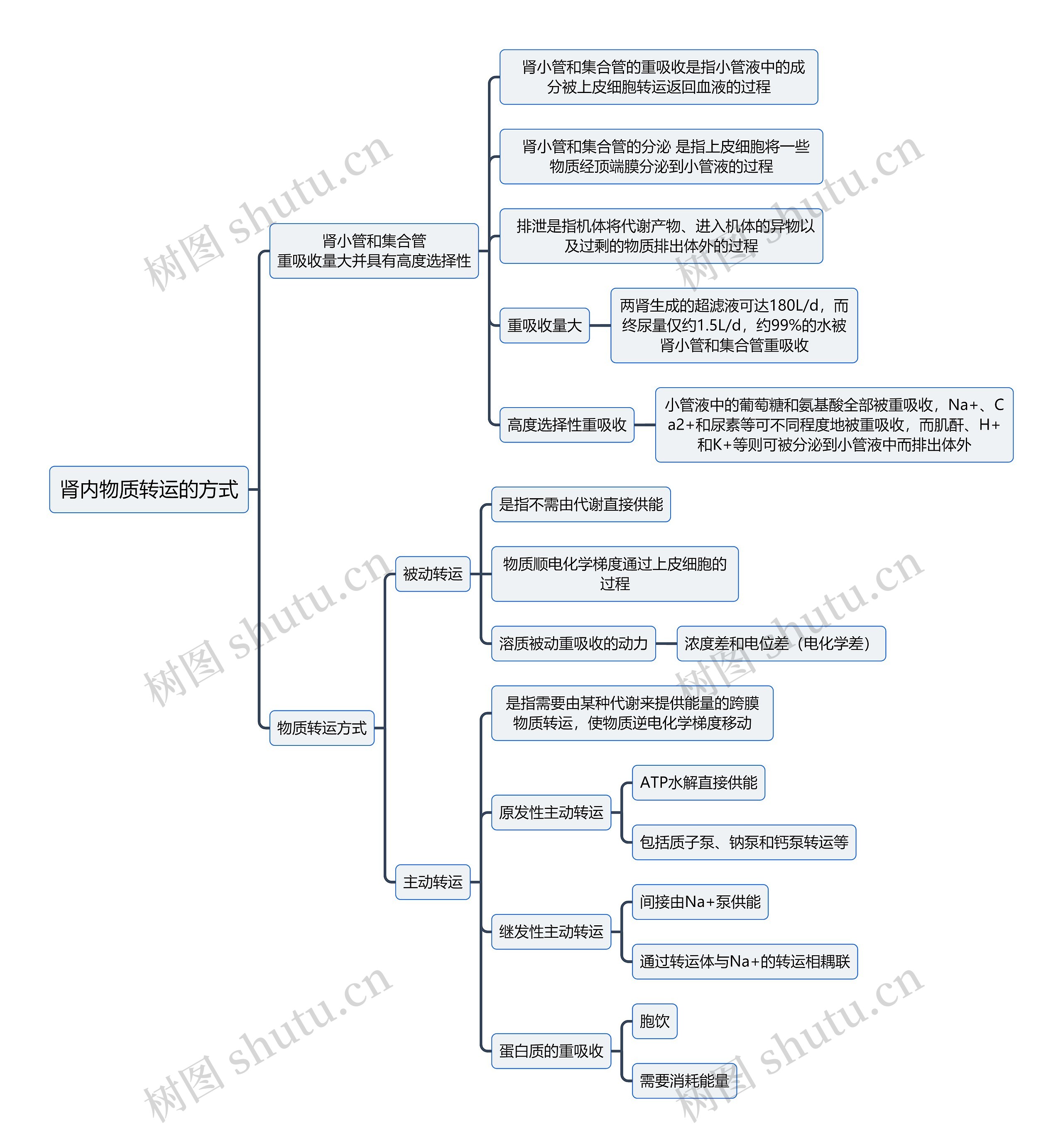 医学知识肾内物质转运的方式思维导图