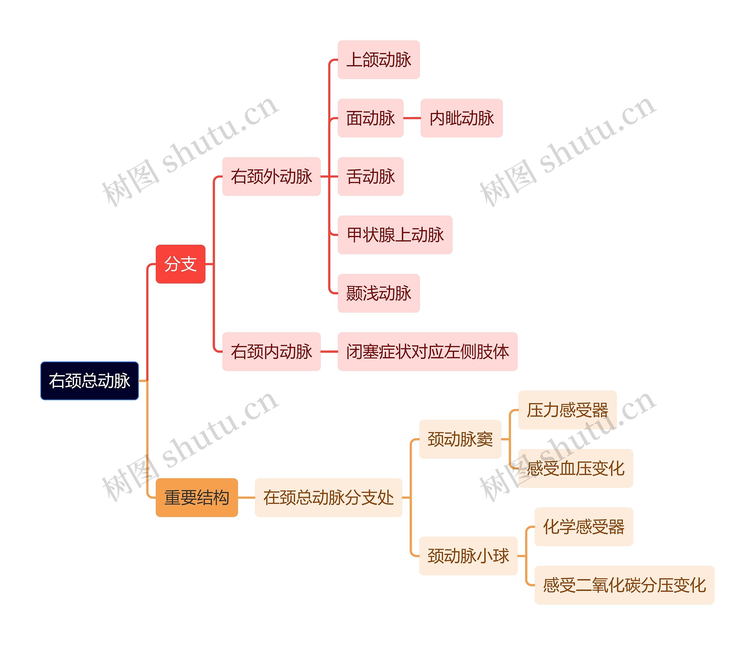 解剖学知识右颈总动脉思维导图