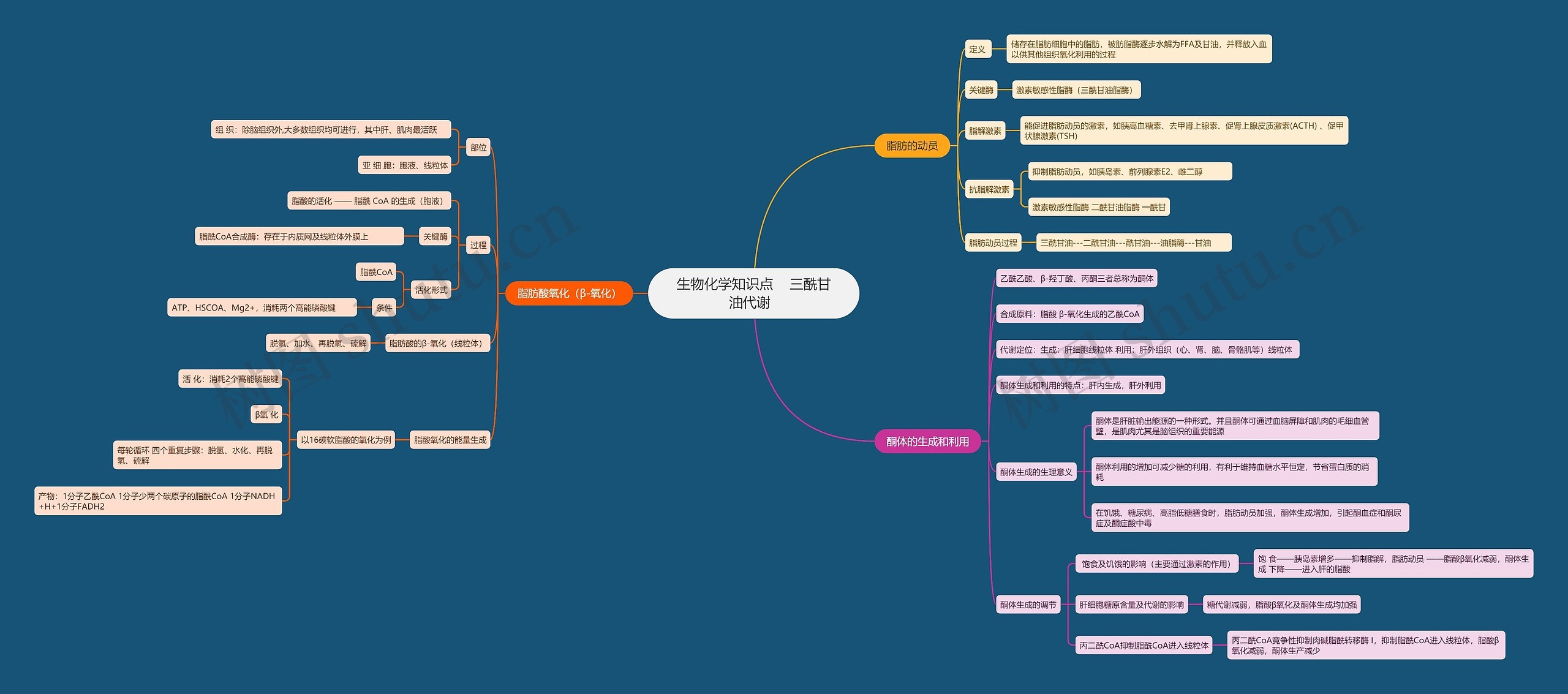 生物化学知识点    三酰甘油代谢  思维导图