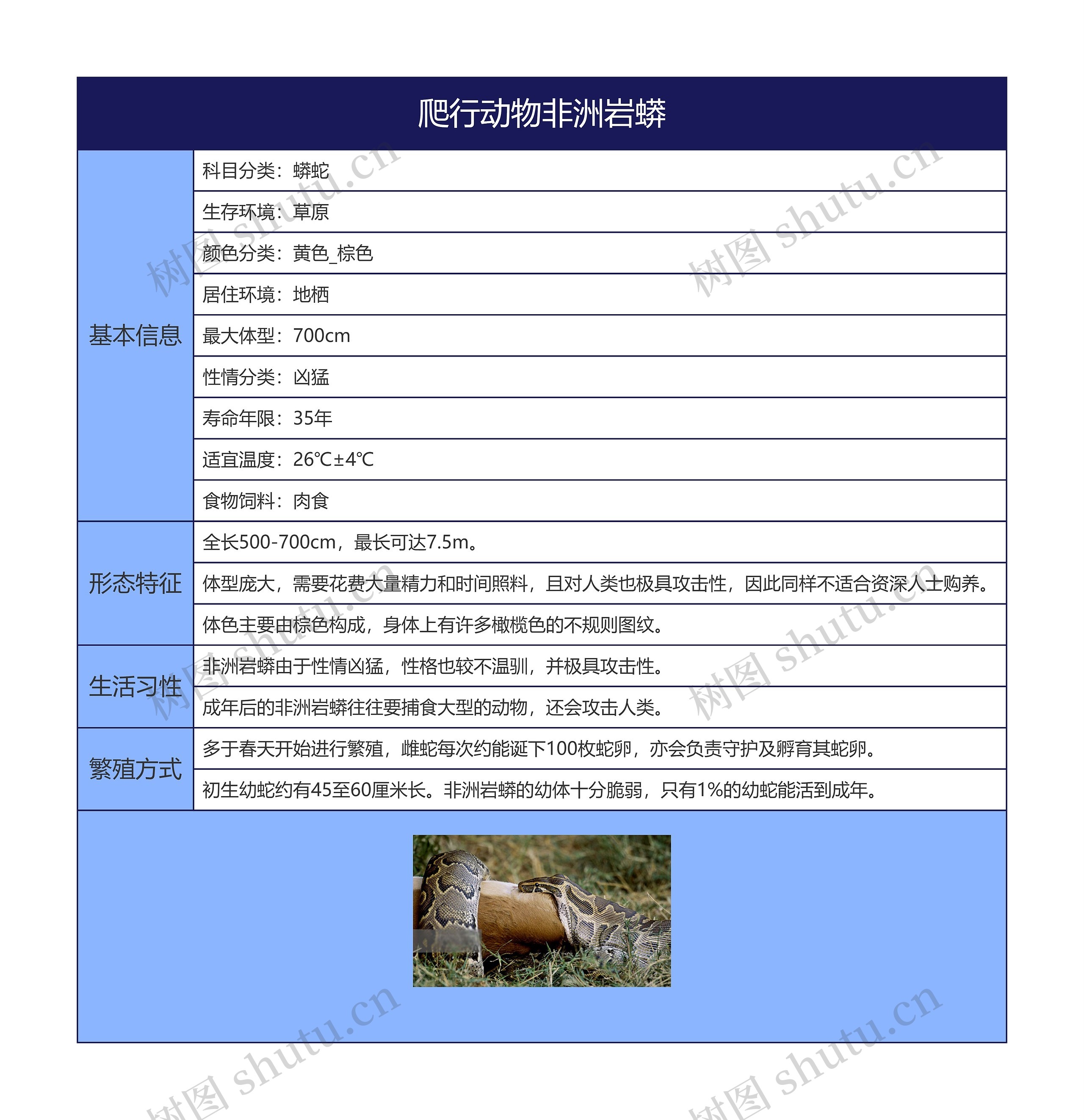 爬行动物非洲岩蟒思维导图