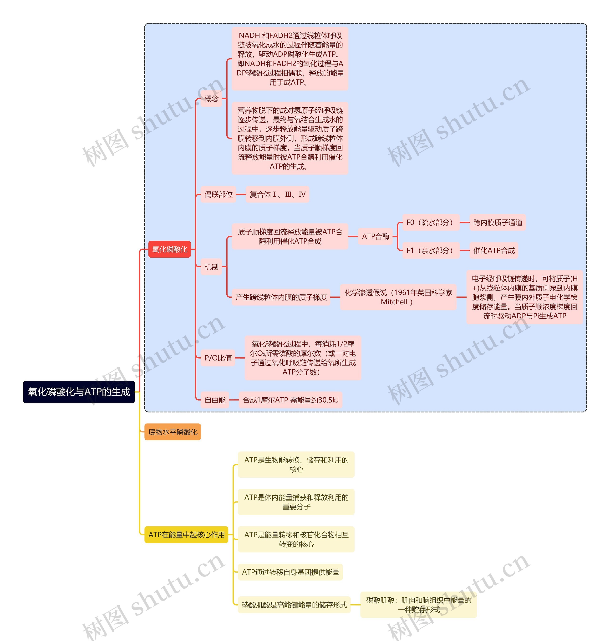 医学知识氧化磷酸化与ATP的生成思维导图