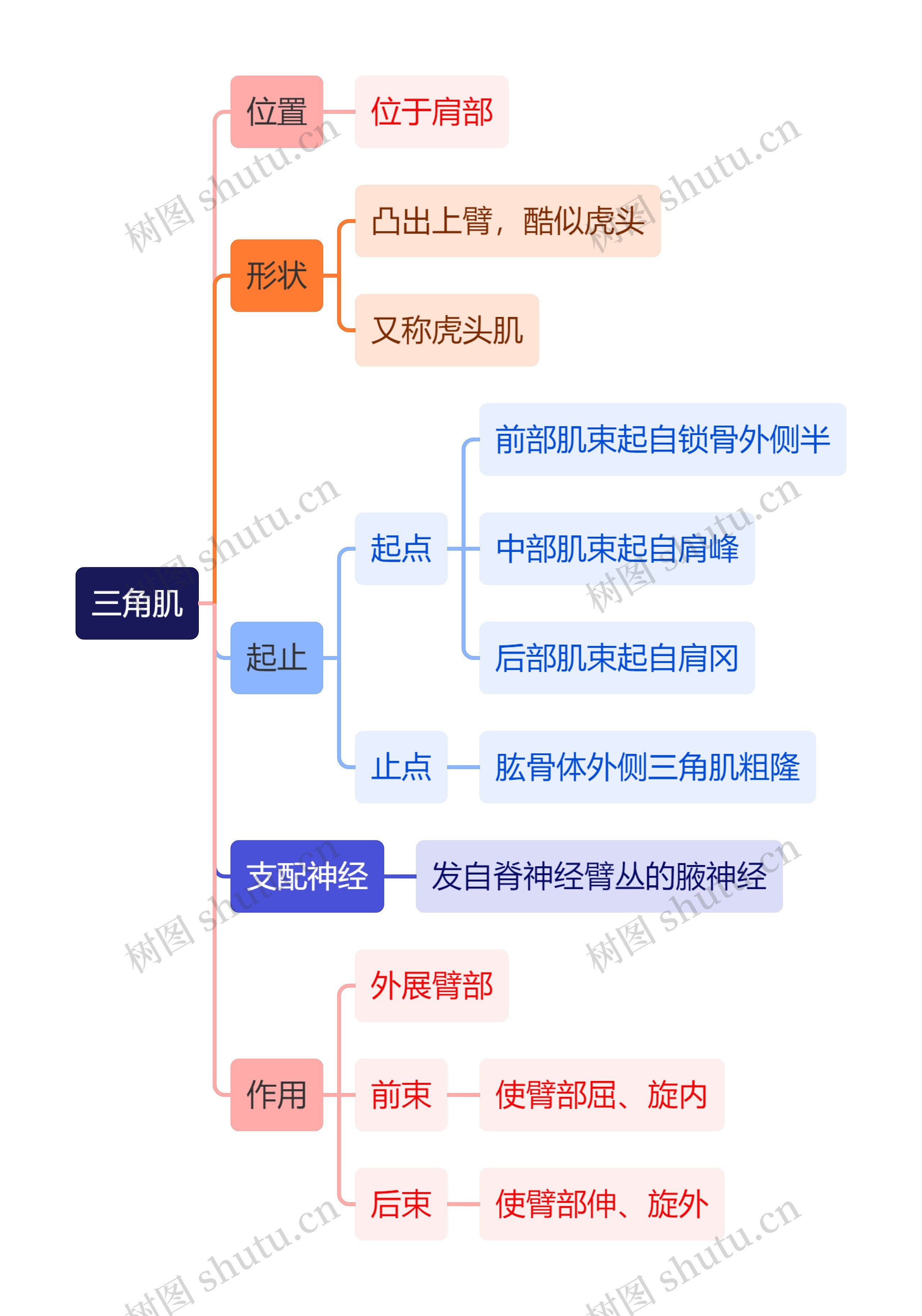 解剖学知识三角肌思维导图