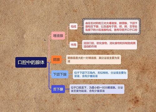 医学知识口腔中的腺体思维导图