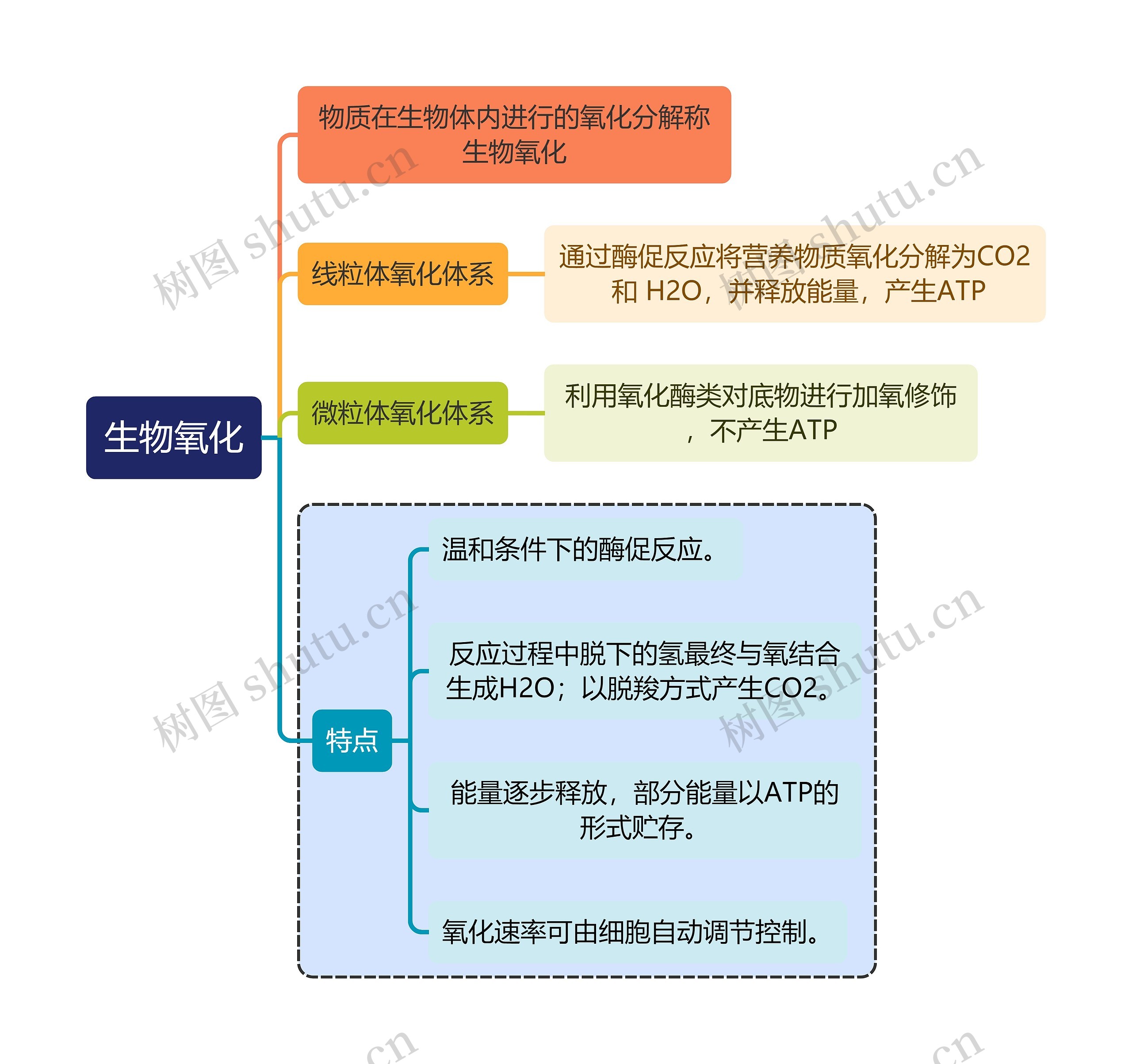 医学知识生物氧化思维导图