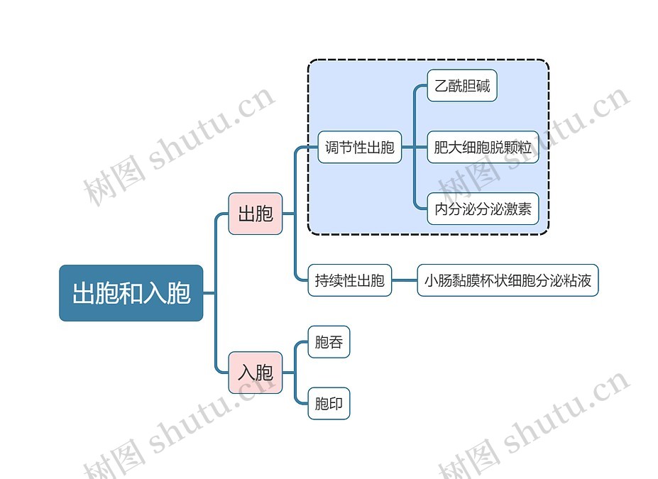 医学知识出胞和入胞思维导图_编号t5053492-TreeMind树图