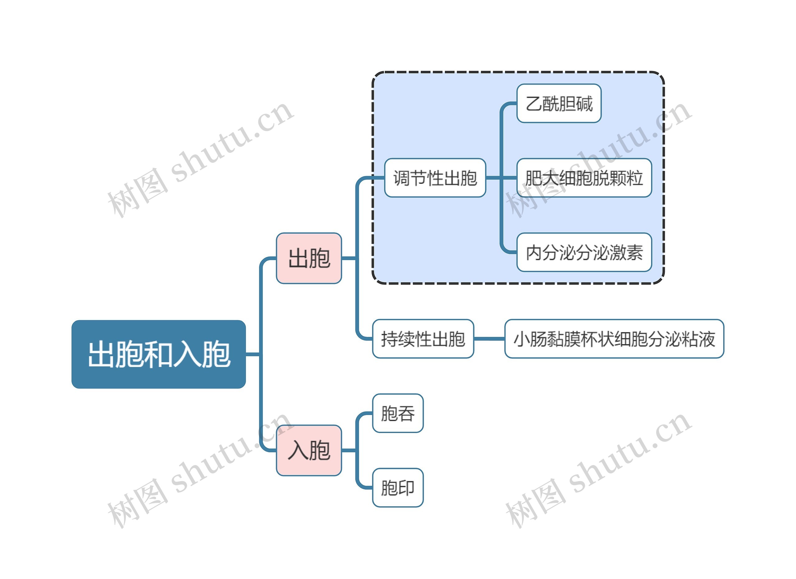 医学知识出胞和入胞思维导图