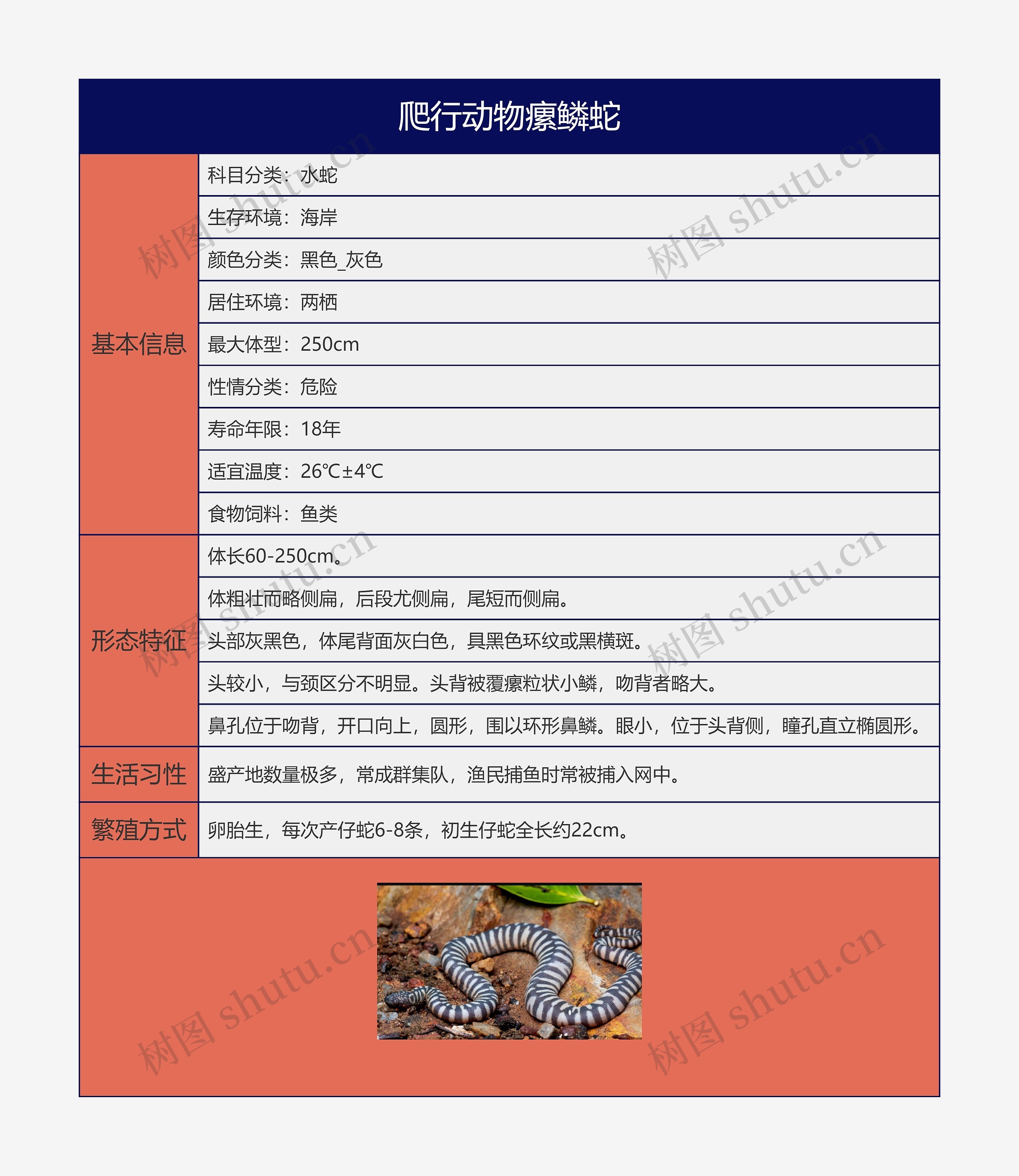 爬行动物瘰鳞蛇思维导图