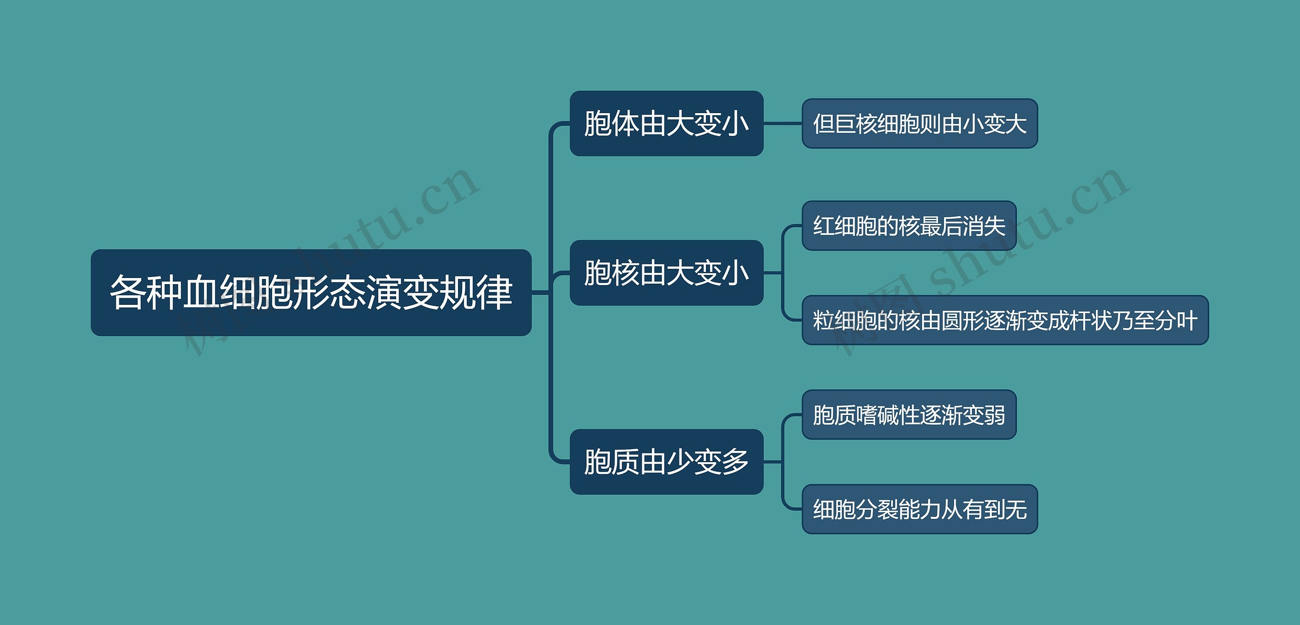 医学知识各种血细胞形态演变规律思维导图