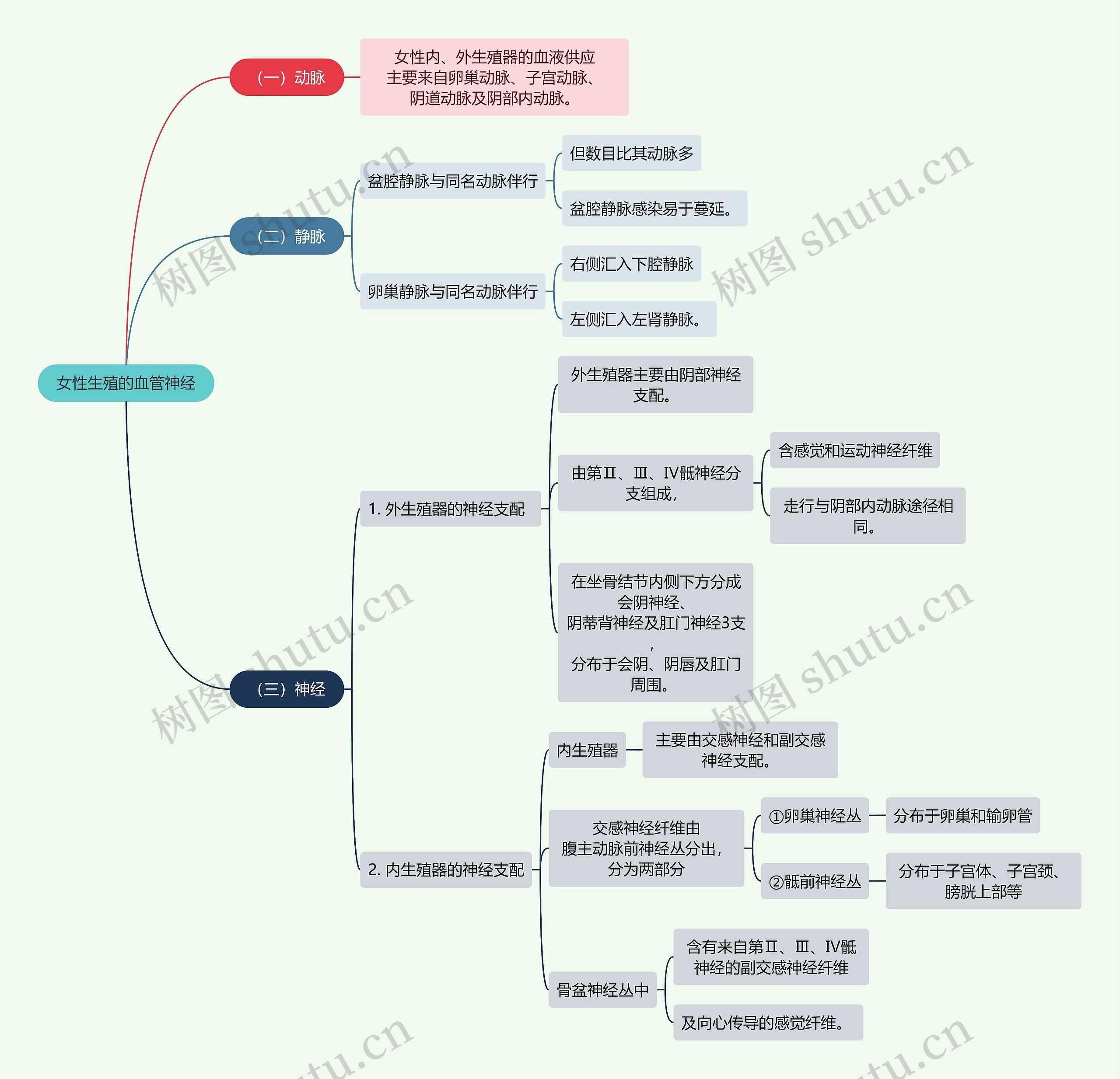 医学知识女性生殖的血管神经思维导图