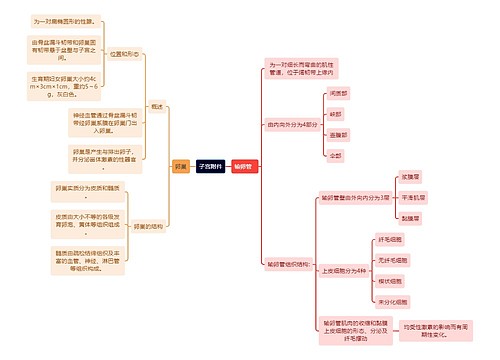 医学知识子宫附件思维导图