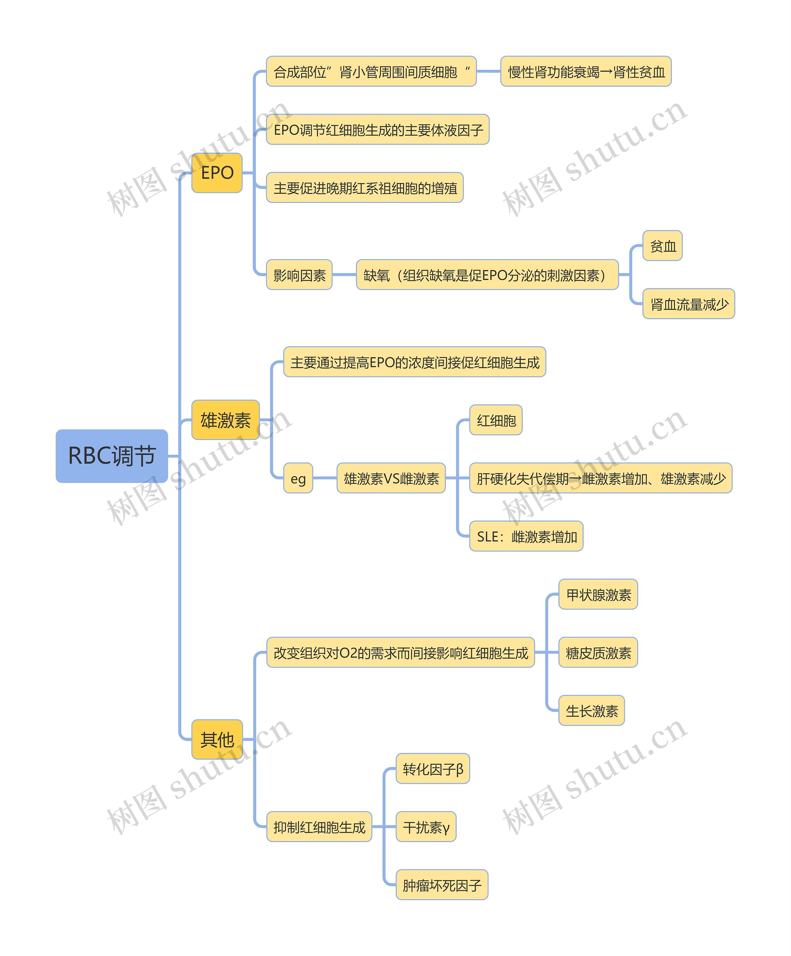 医学知识RBC调节思维导图