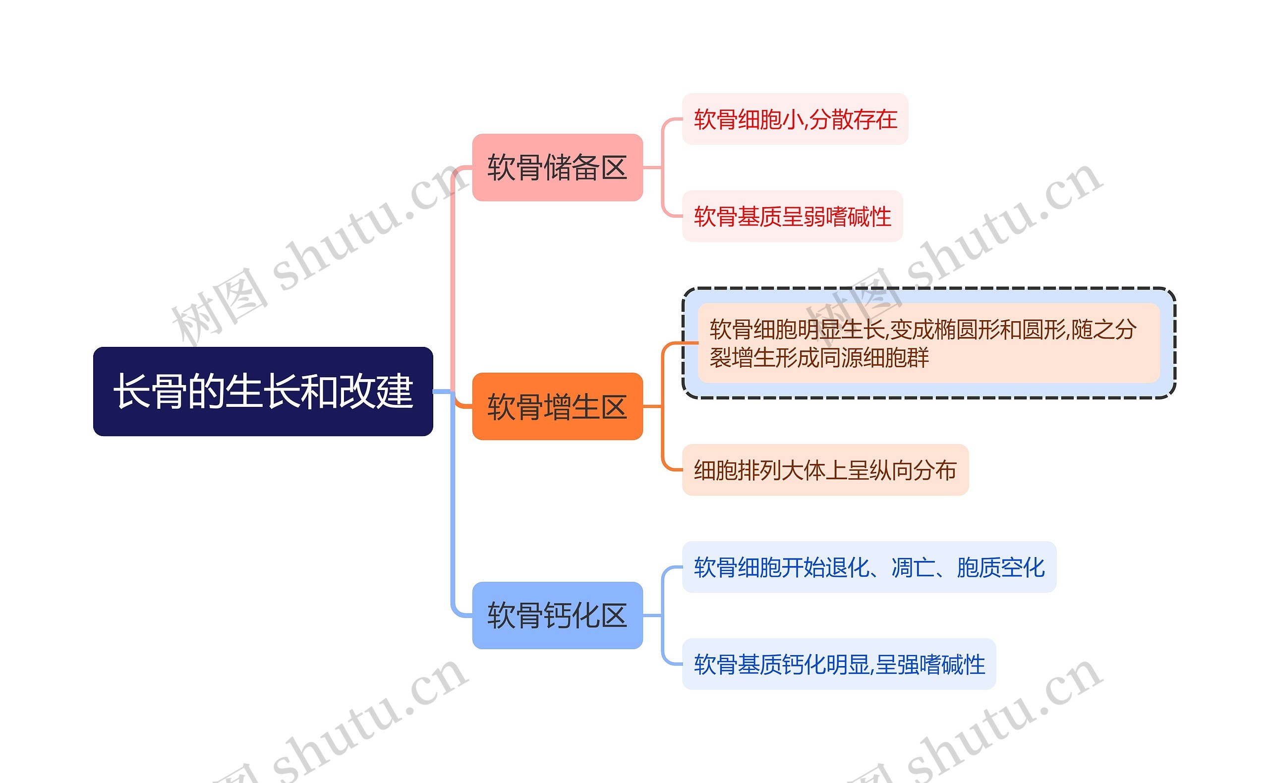 医学知识长骨的生长和改建思维导图