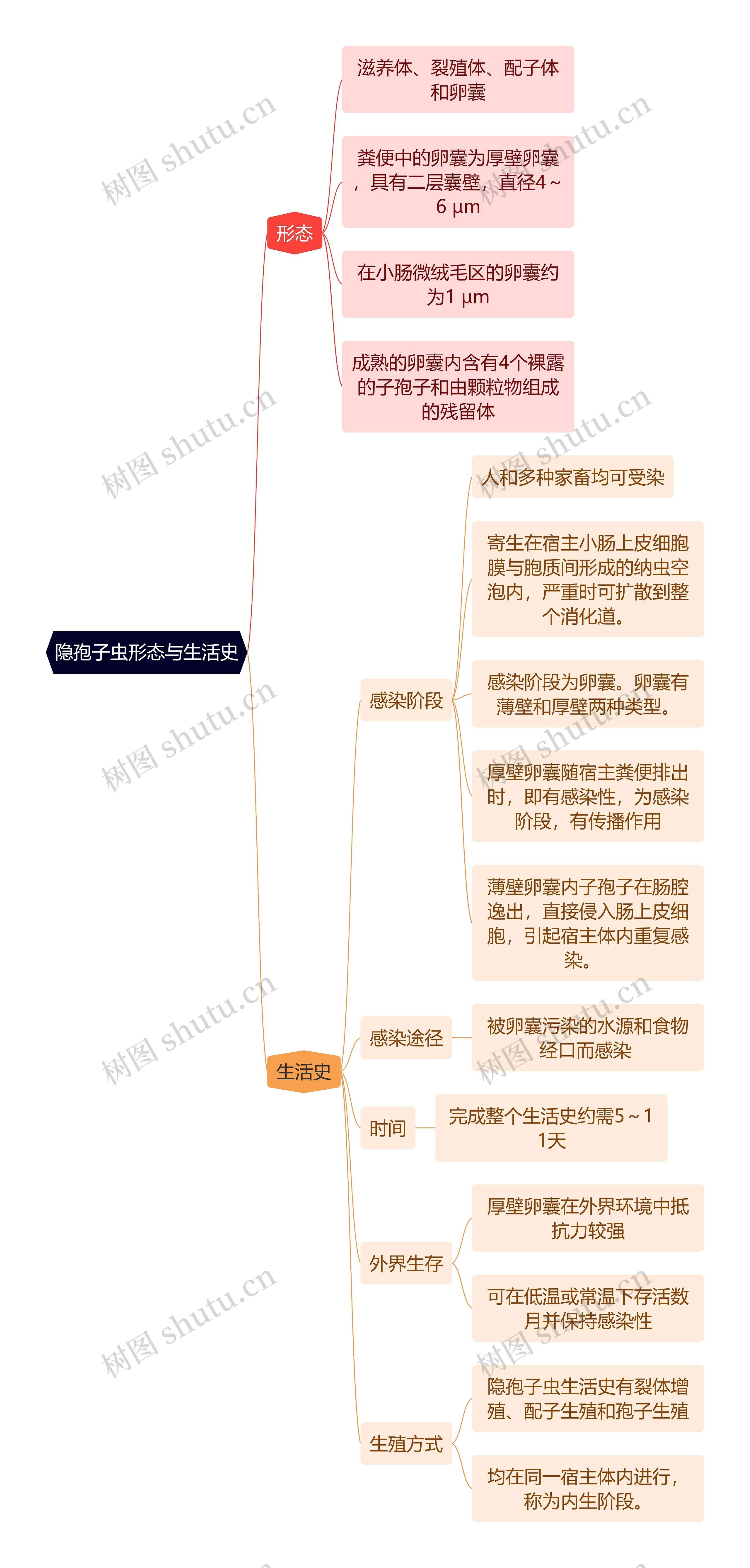 医学知识隐孢子虫形态与生活史思维导图