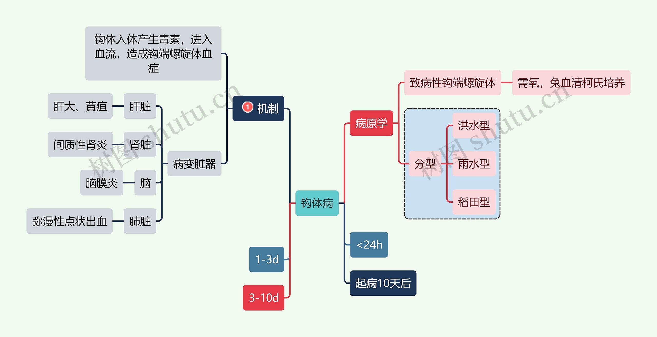 医学知识钩体病机制思维导图