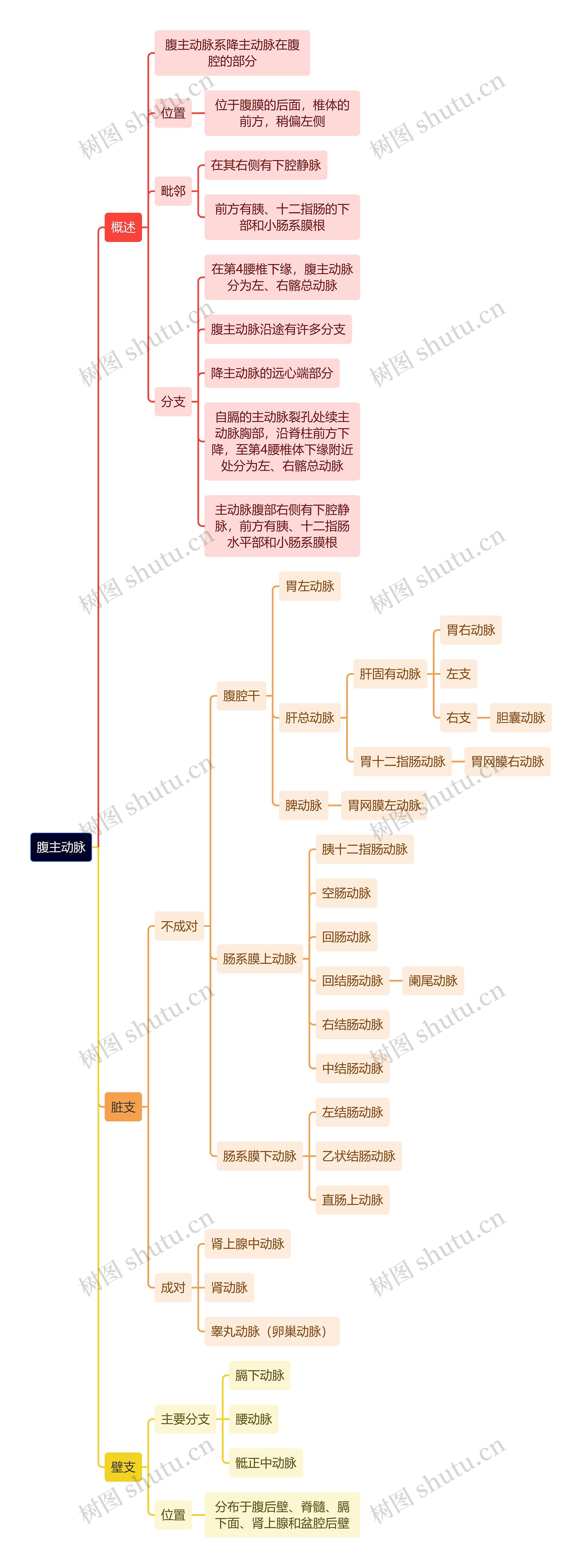 解剖学知识腹主动脉思维导图