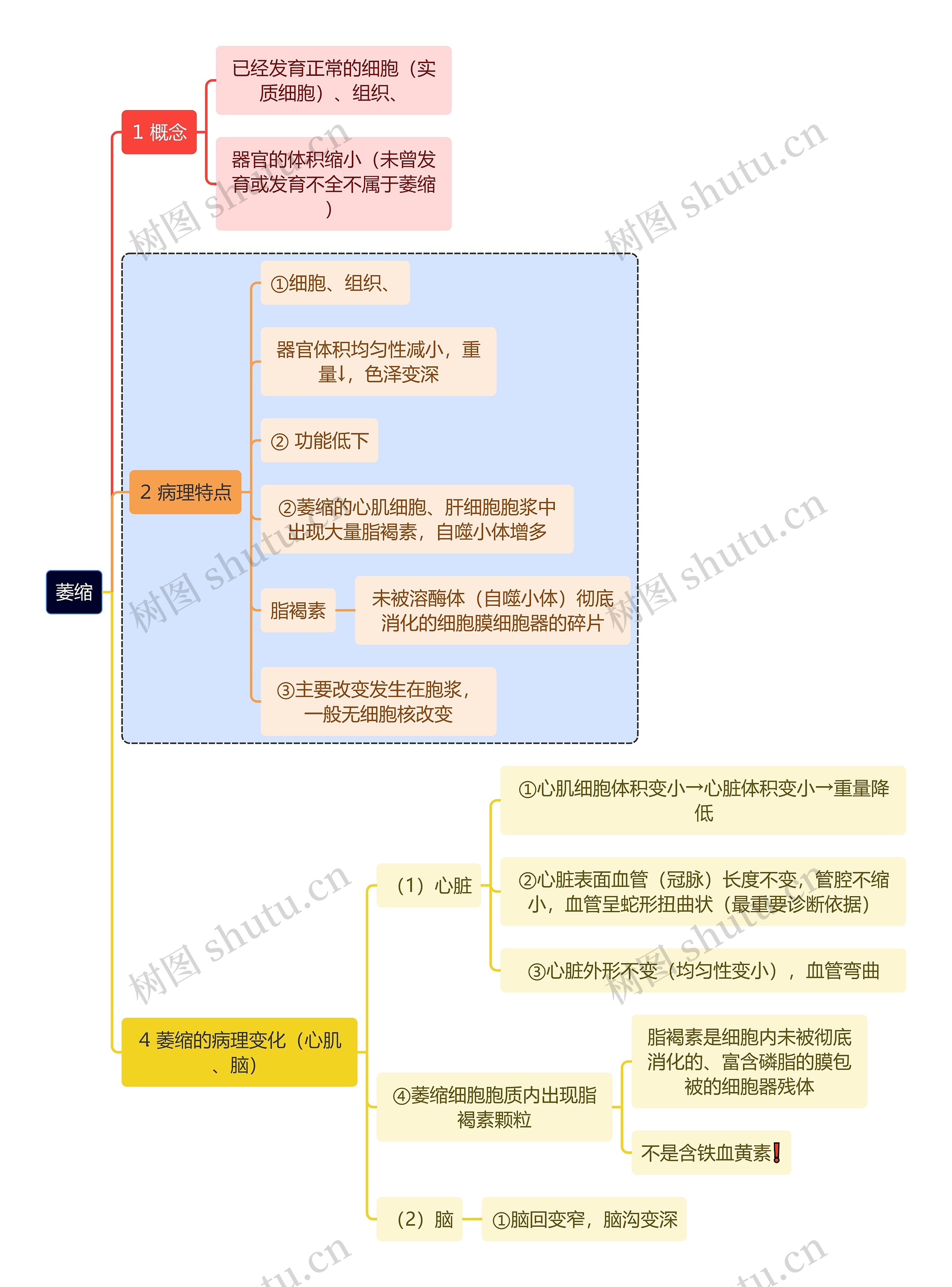 医学内容萎缩思维导图