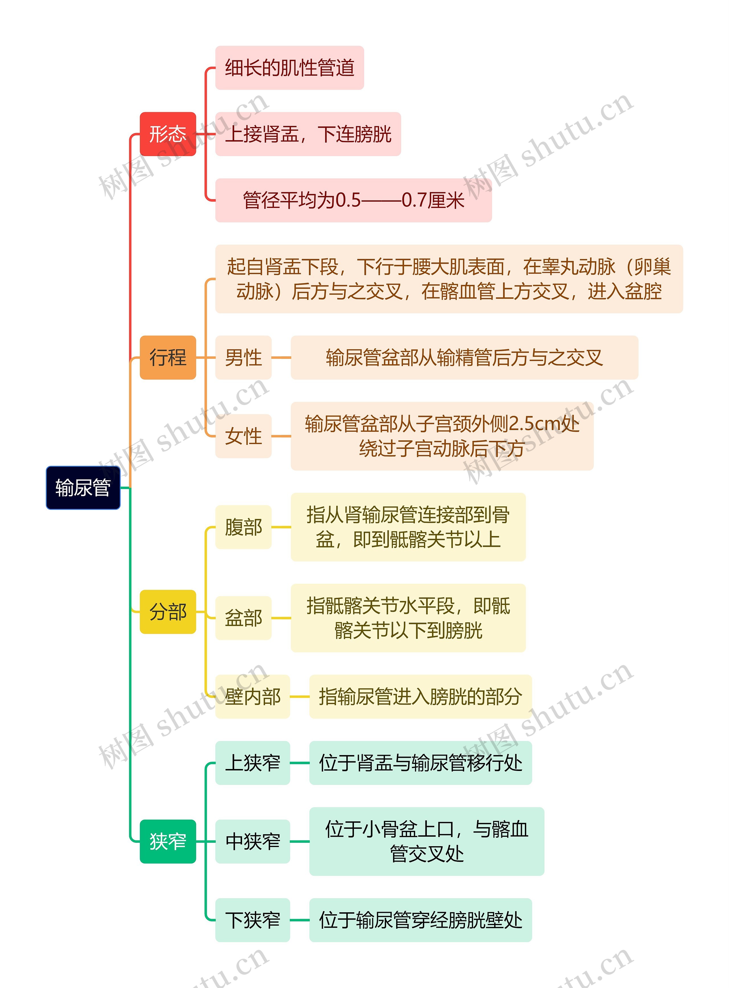 解剖学知识输尿管思维导图