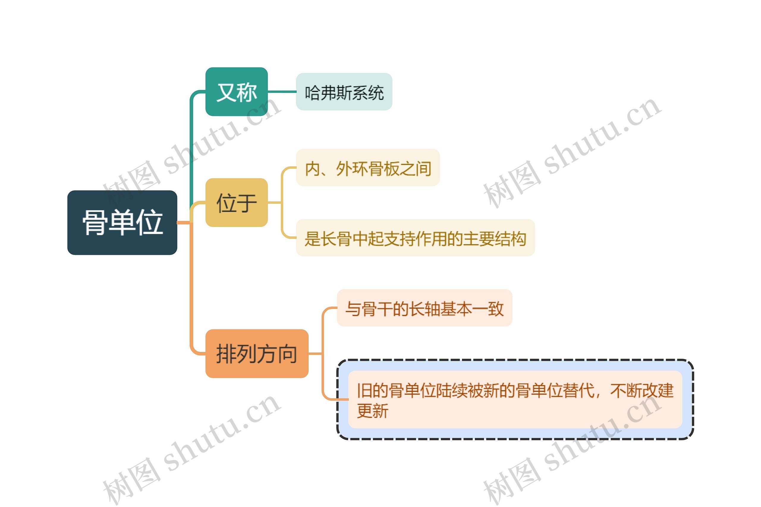 医学知识骨单位思维导图