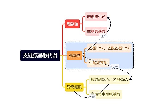 医学知识支链氨基酸代谢思维导图