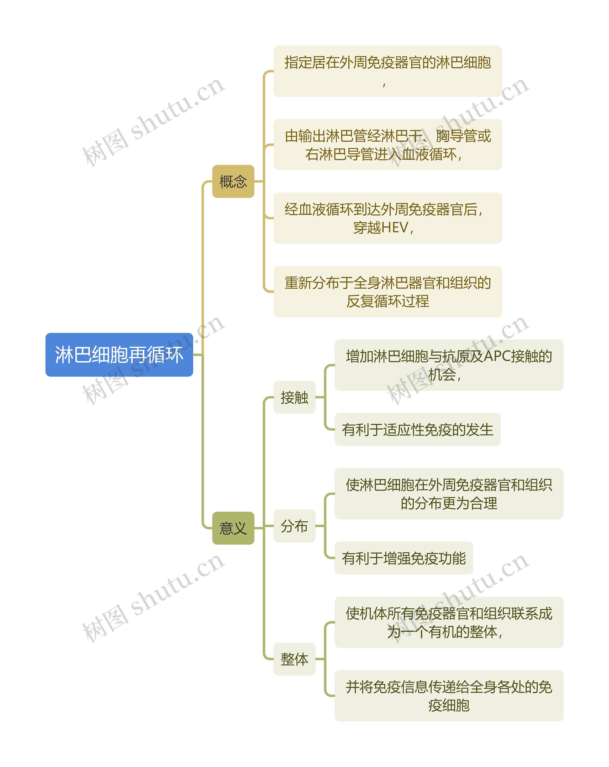 医学知识淋巴细胞再循环思维导图