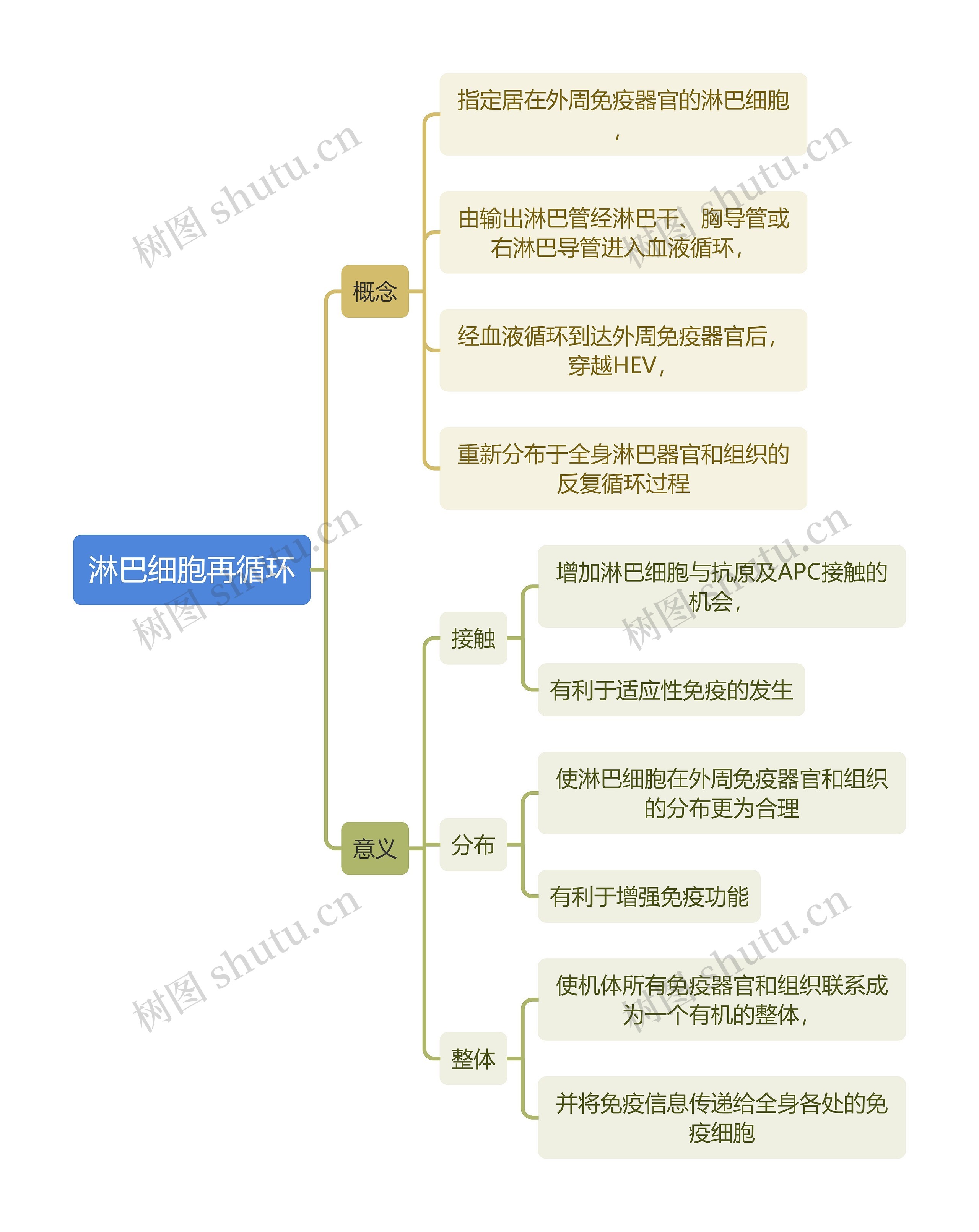 医学知识淋巴细胞再循环思维导图