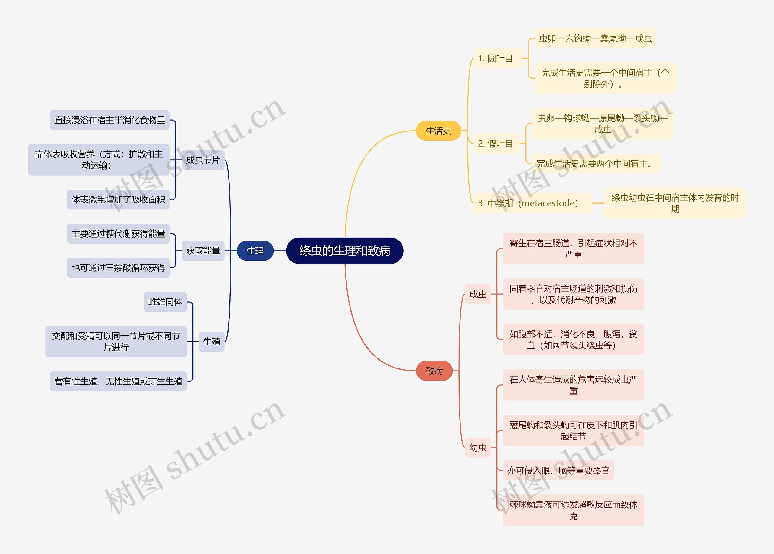 医学知识绦虫的生理和致病思维导图