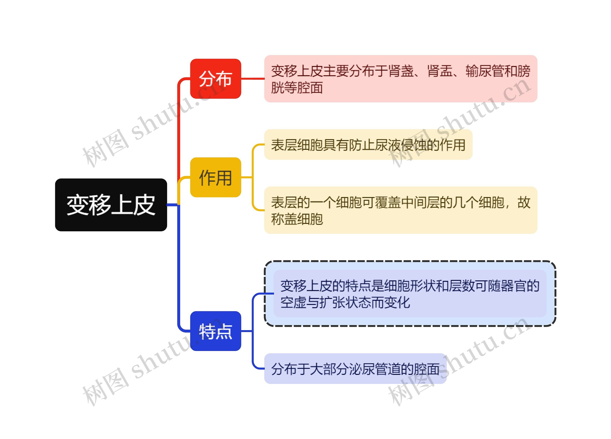 医学知识变移上皮思维导图高清图 医学知识变移上皮思维导图