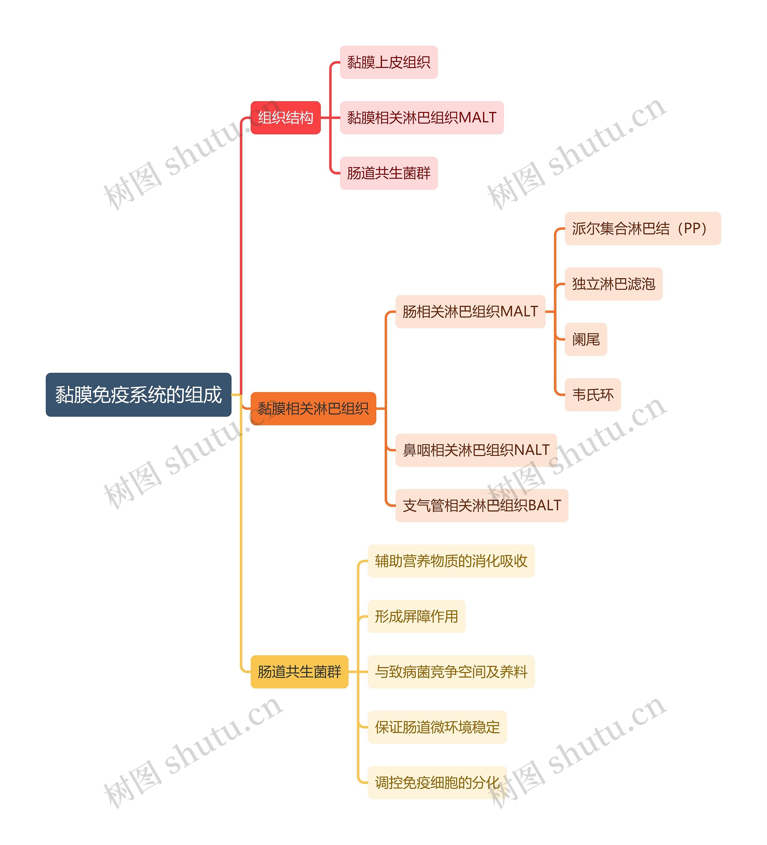医学知识黏膜免疫系统的组成思维导图