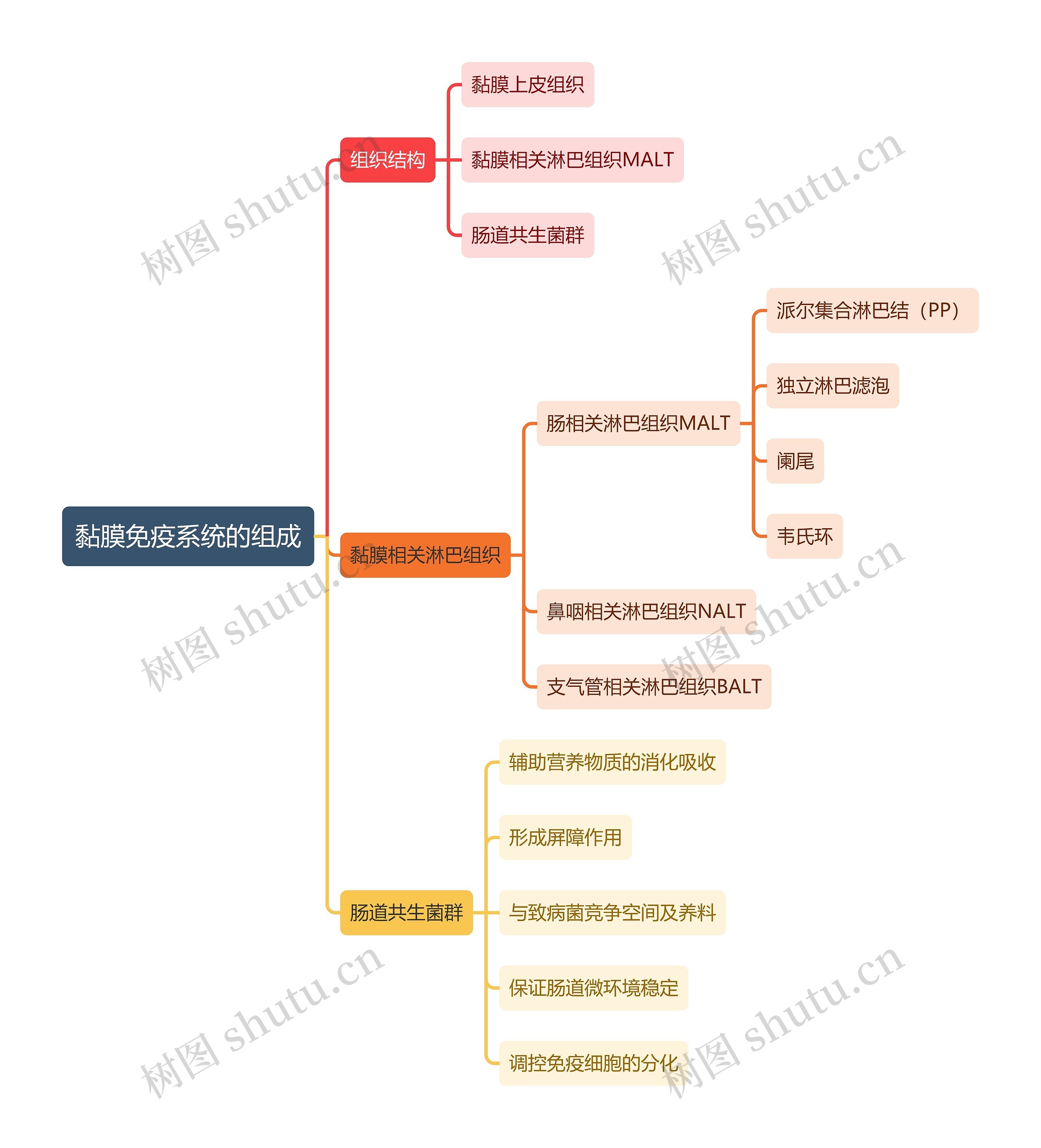 医学知识黏膜免疫系统的组成思维导图高清图 医学知识黏膜免疫系统的组成思维导图