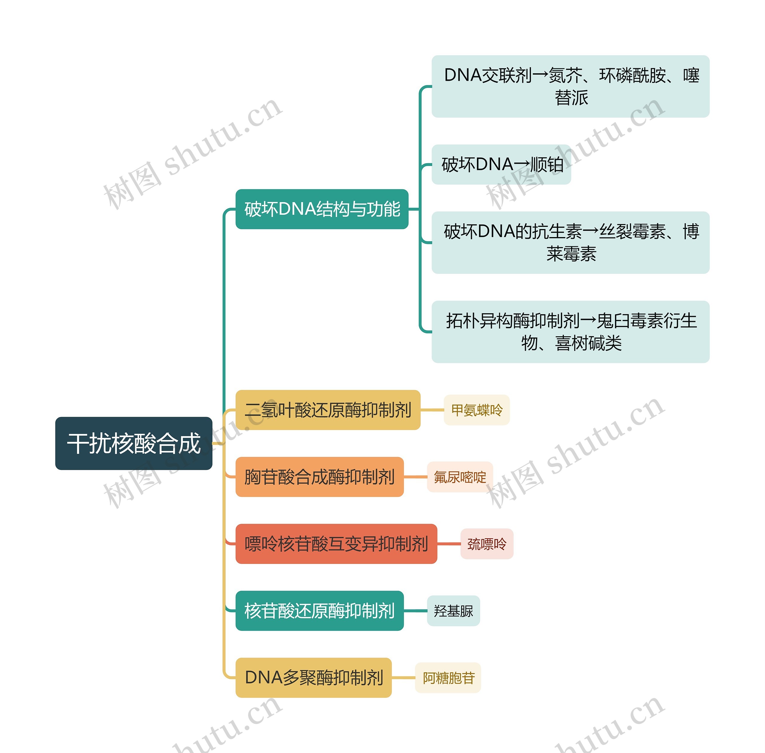 医学干扰核酸合成思维导图