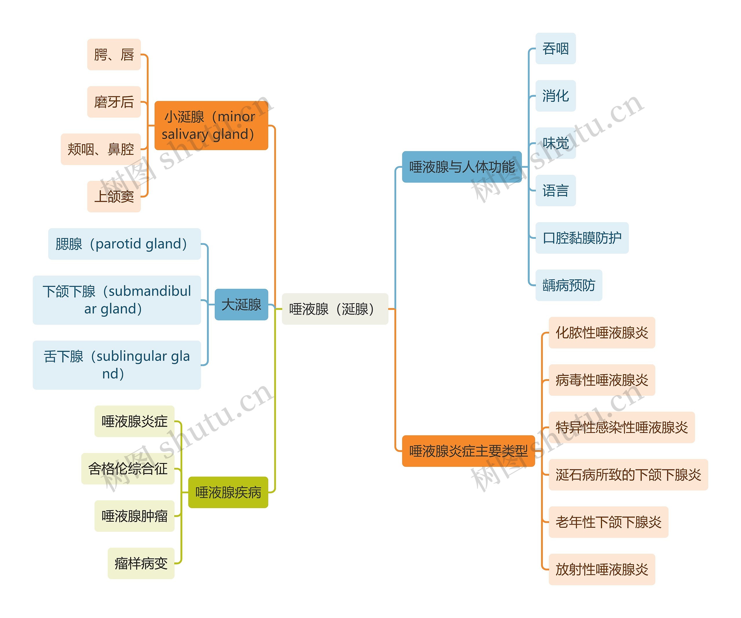 医学知识唾液腺（涎腺）思维导图